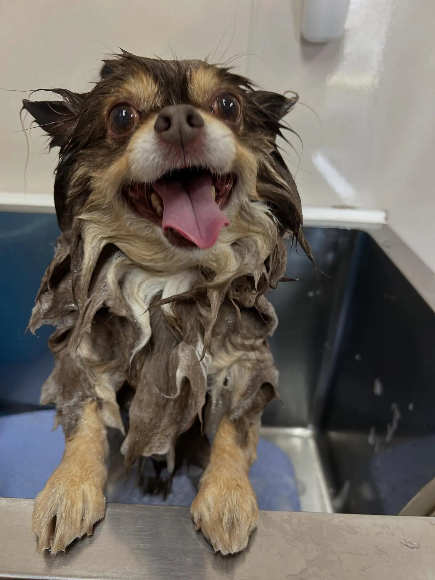 犬のトリミング✂️
