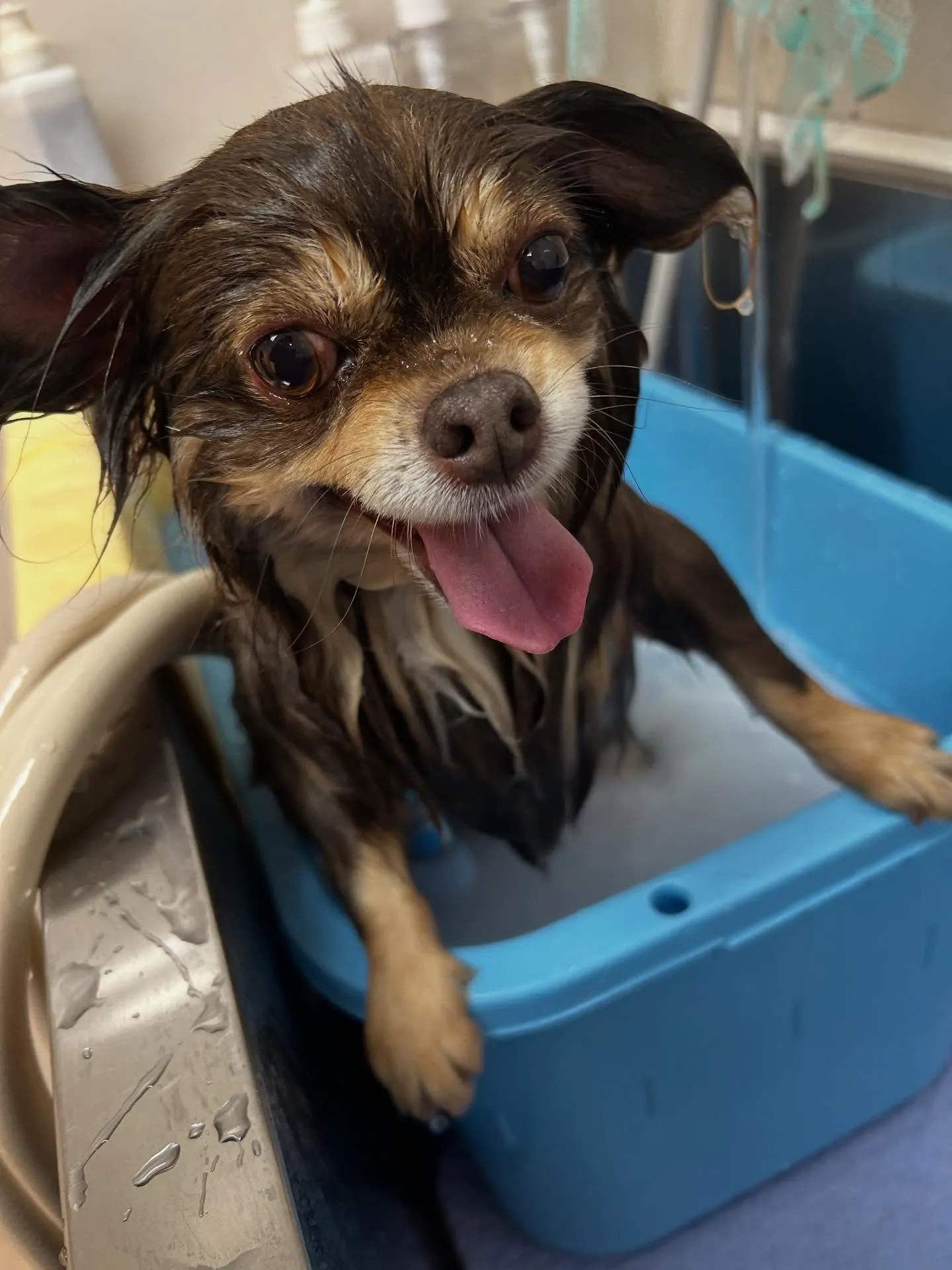 犬のトリミング✂️