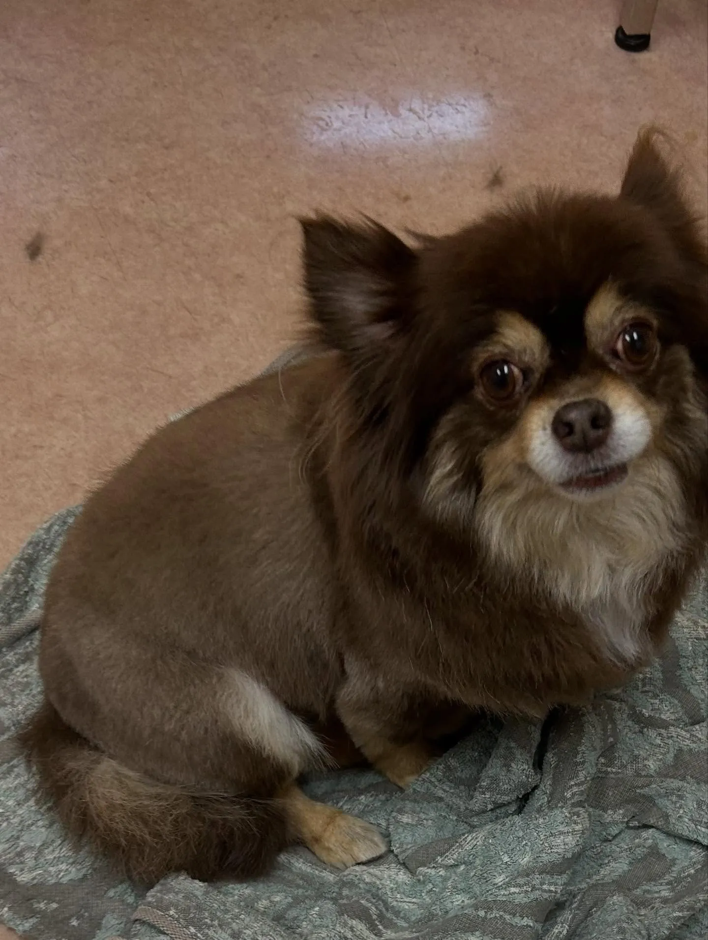 犬のトリミング✂️