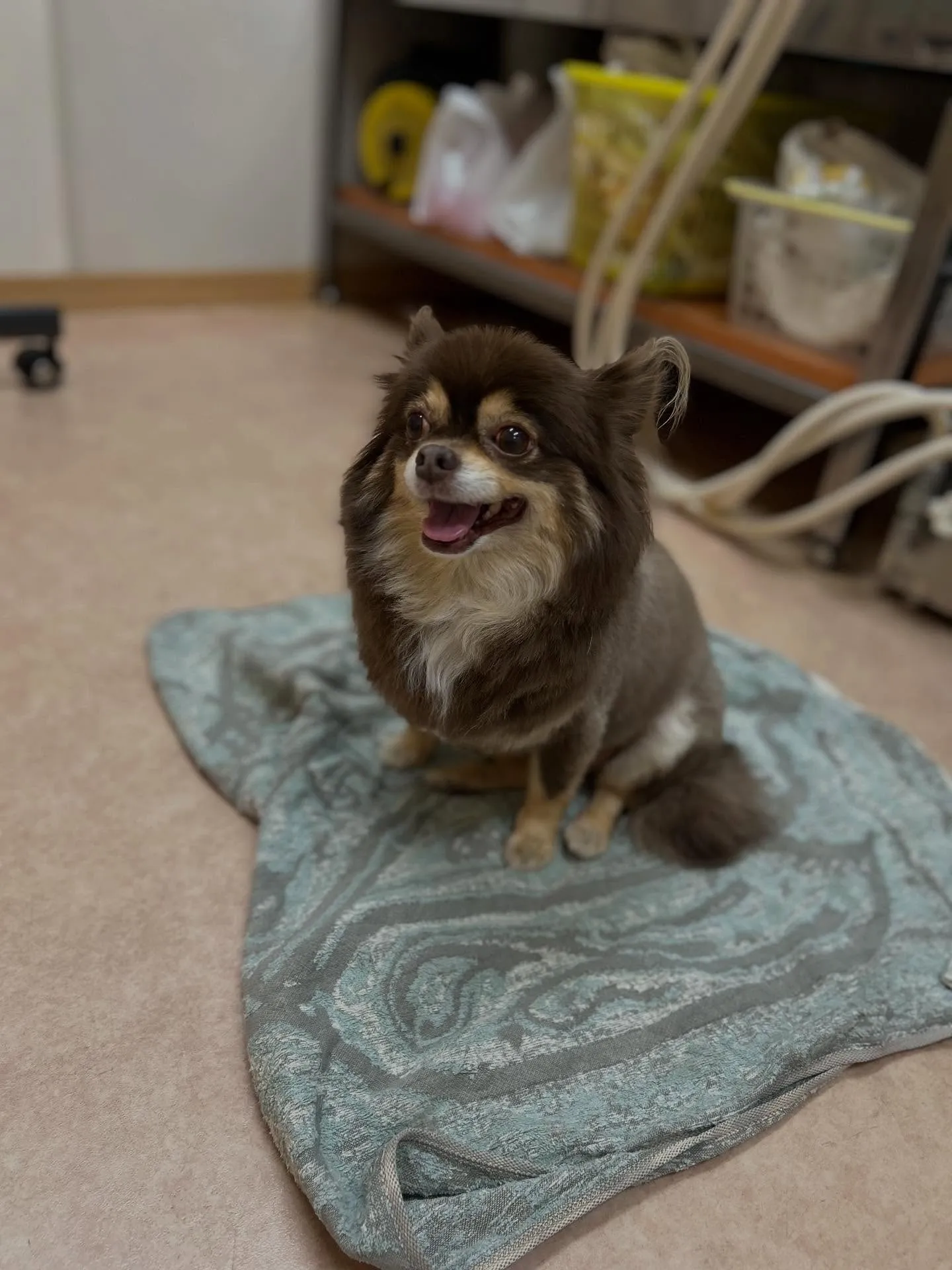 犬のトリミング✂️