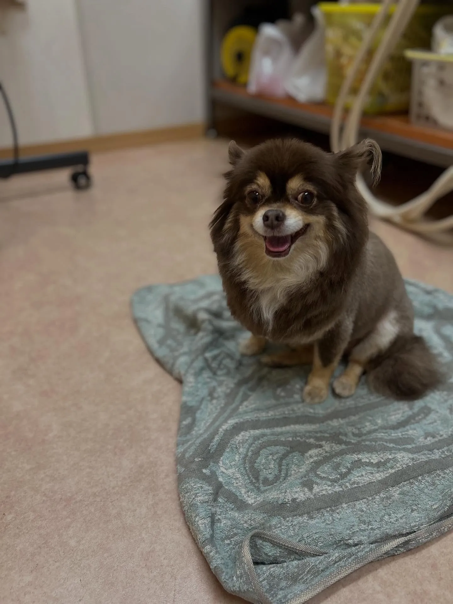 犬のトリミング✂️