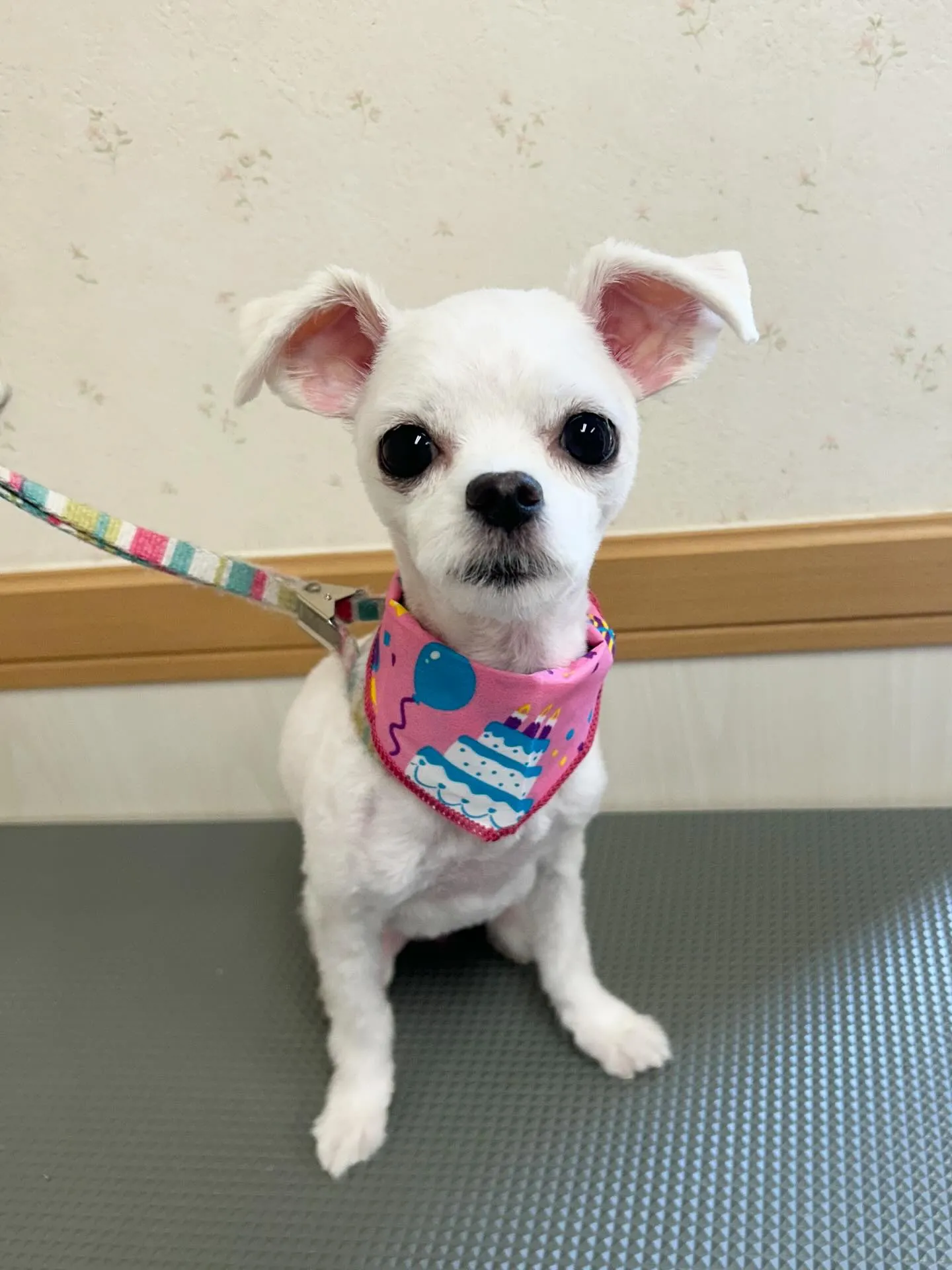 犬のトリミング✂️