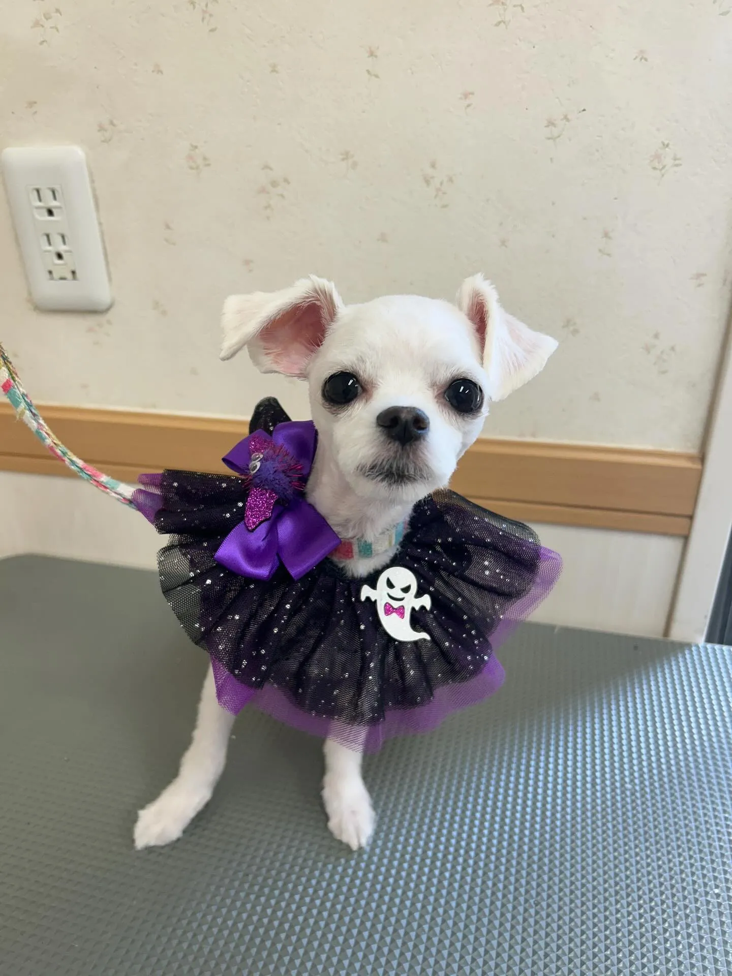 犬のトリミング✂️