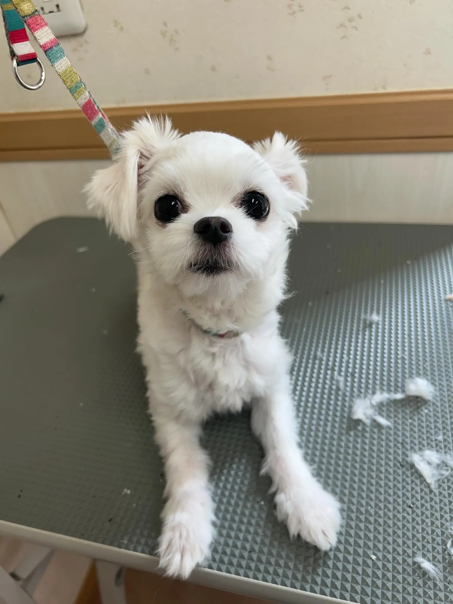 犬のトリミング✂️
