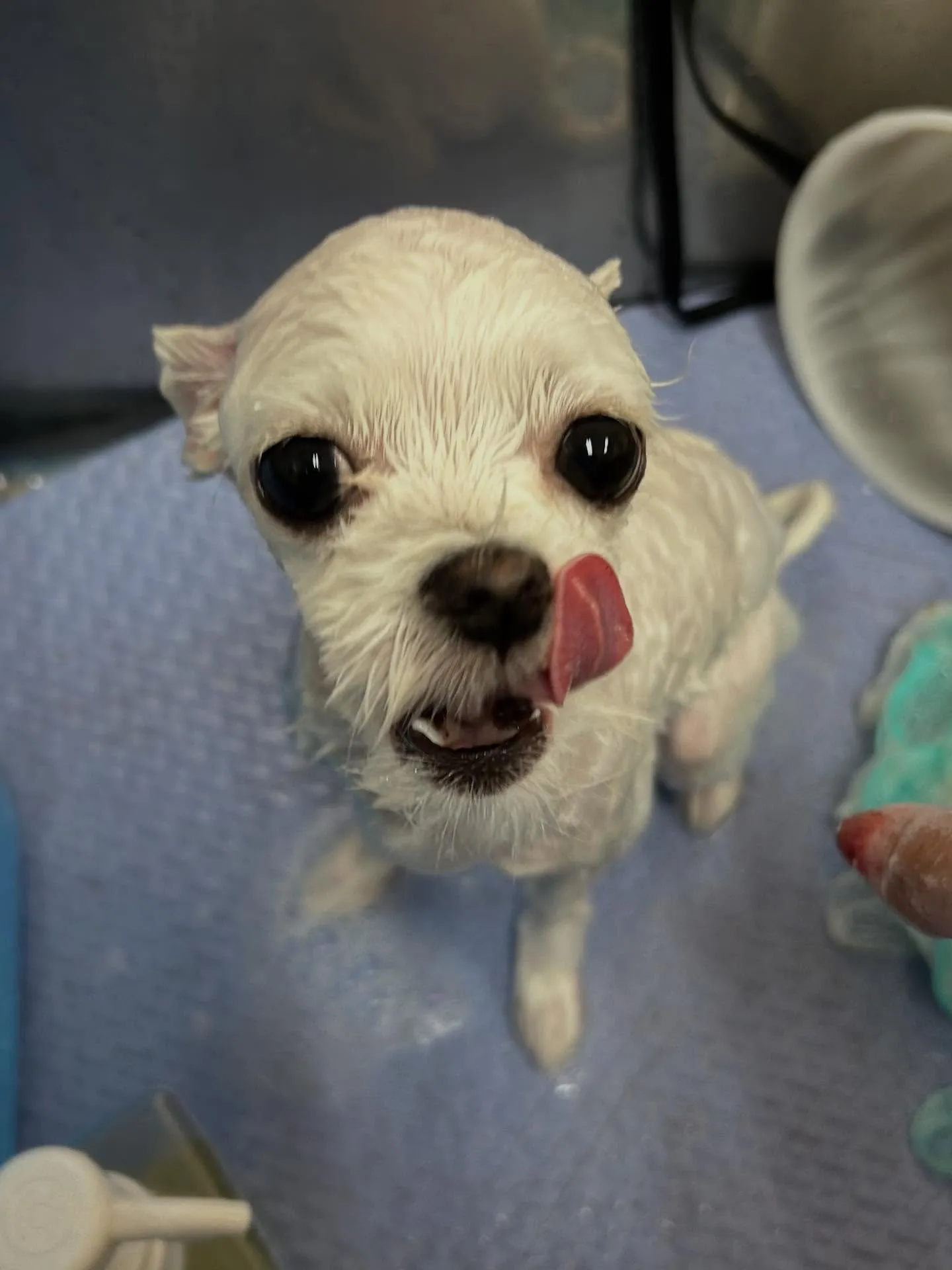 犬のトリミング✂️