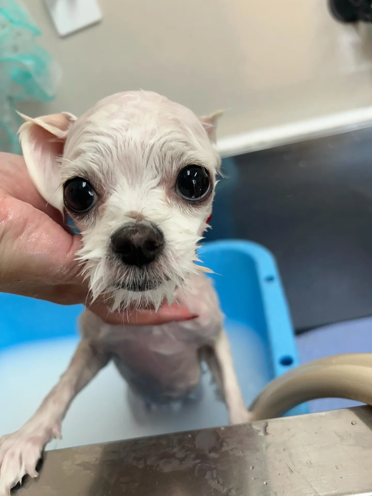 犬のトリミング✂️
