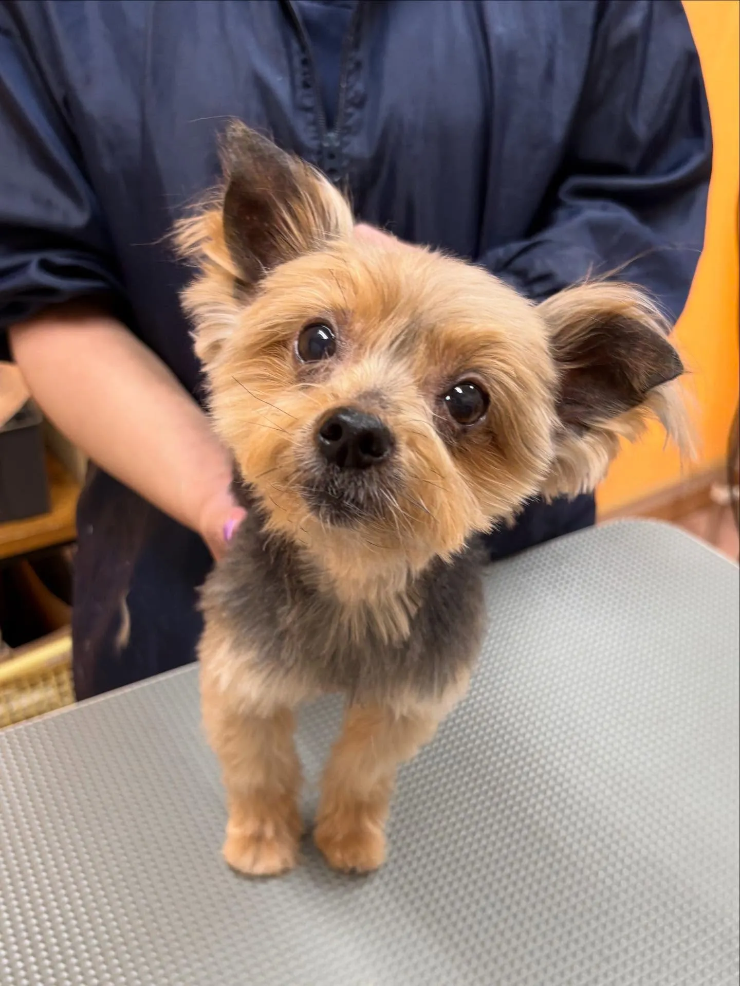 犬のトリミング✂️