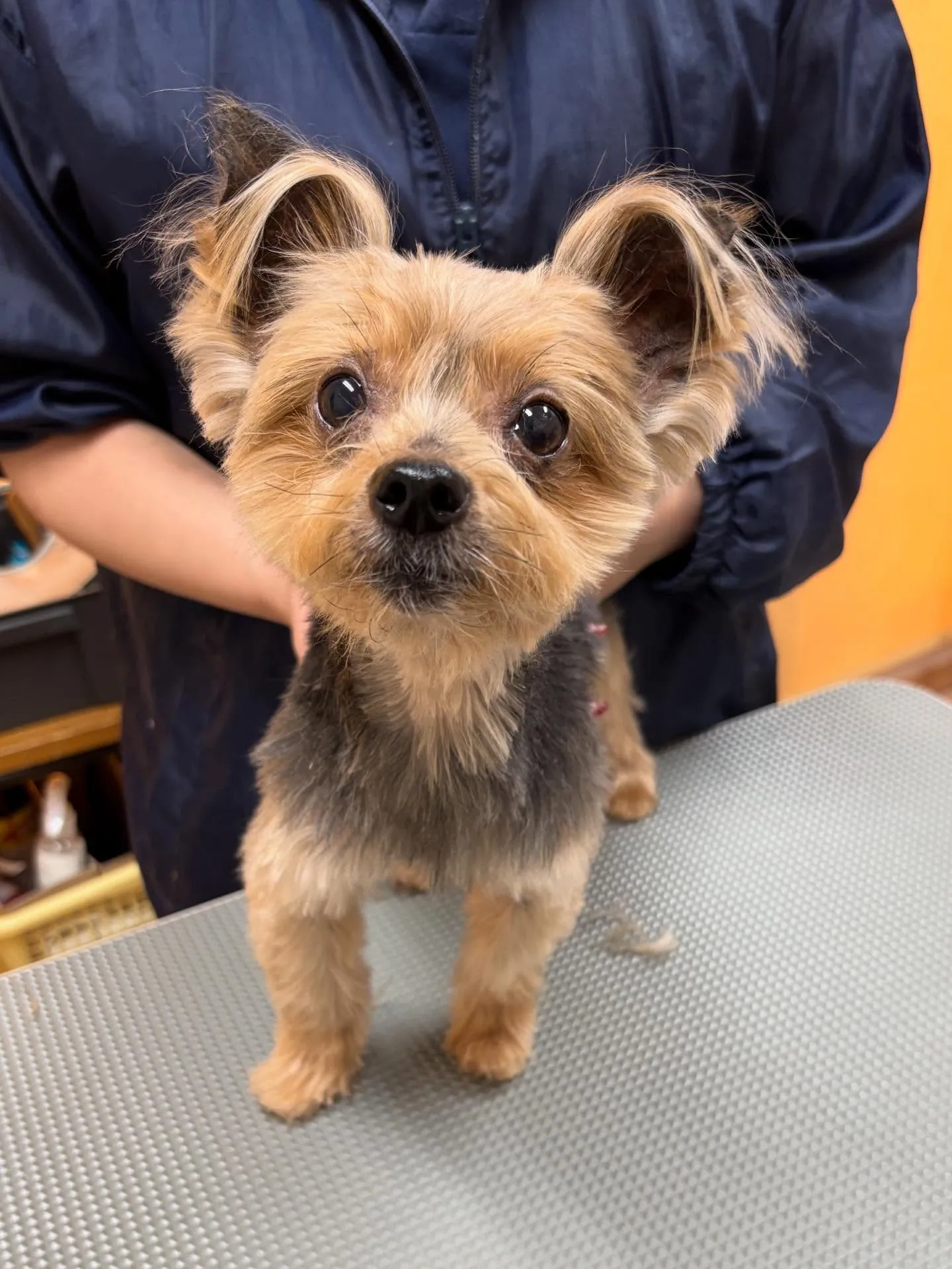 犬のトリミング✂️