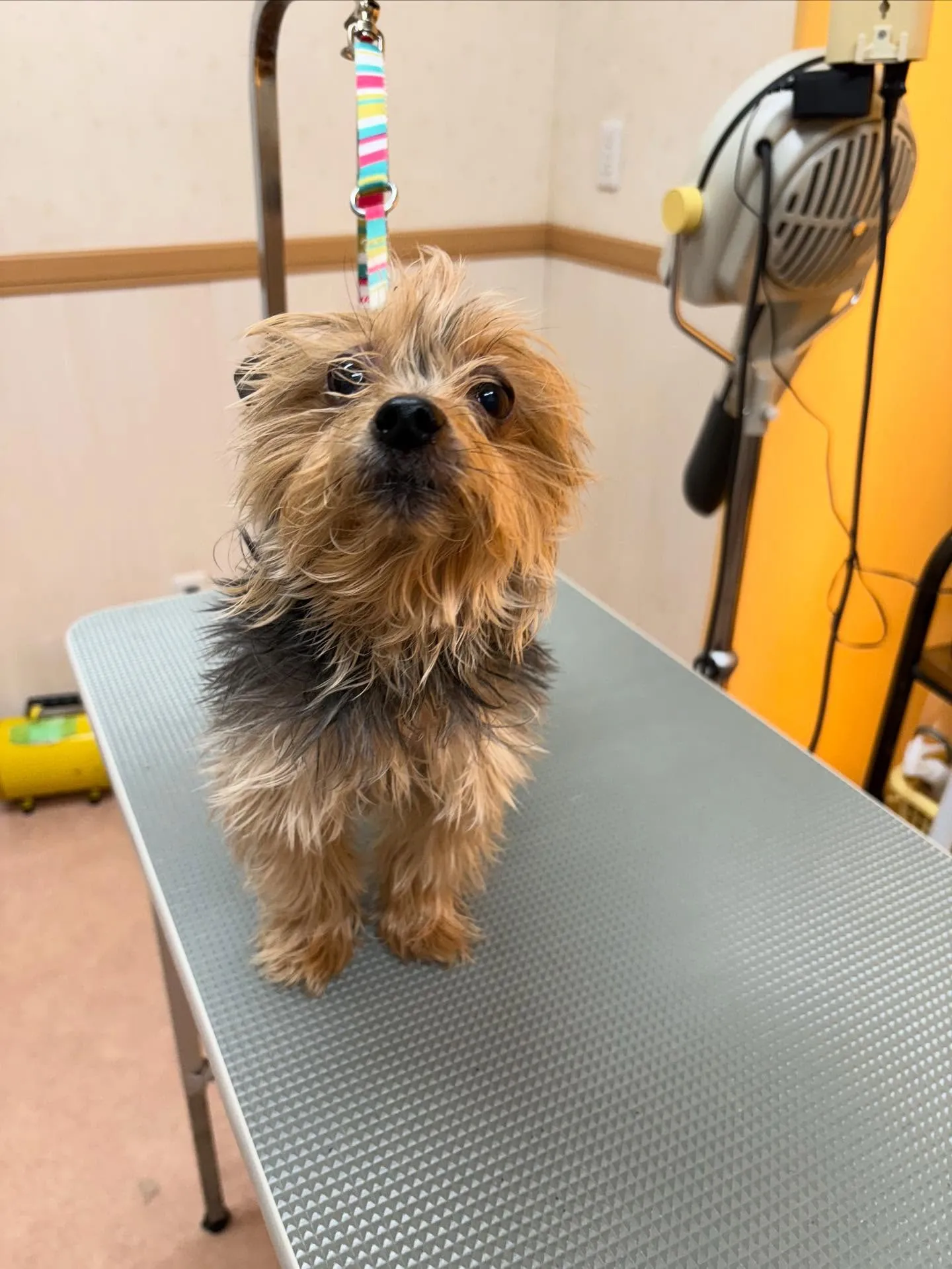 犬のトリミング✂️
