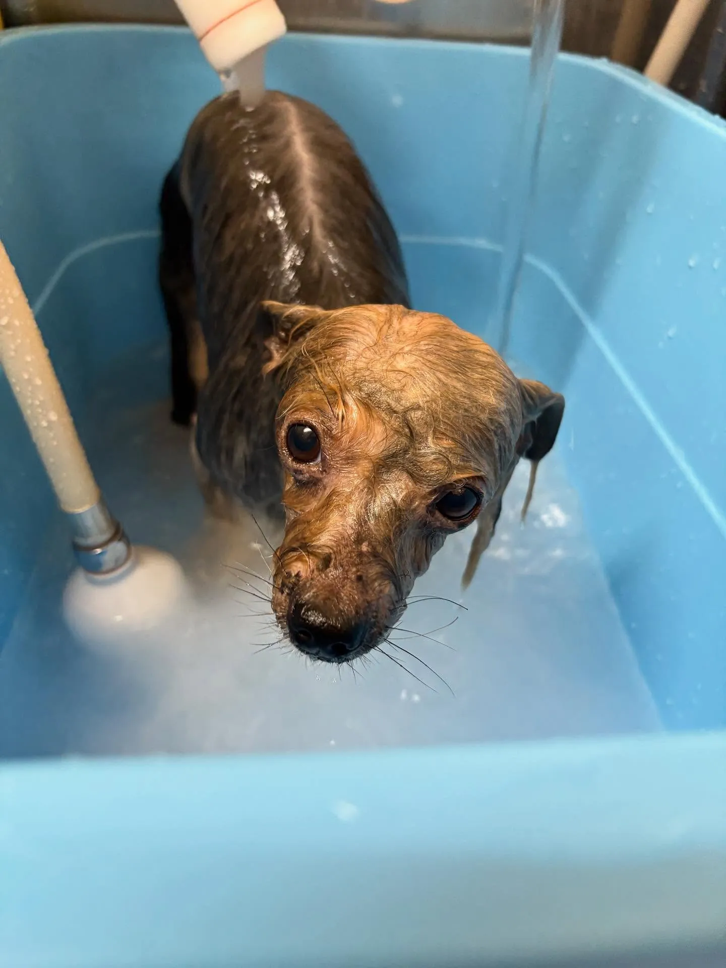 犬のトリミング✂️