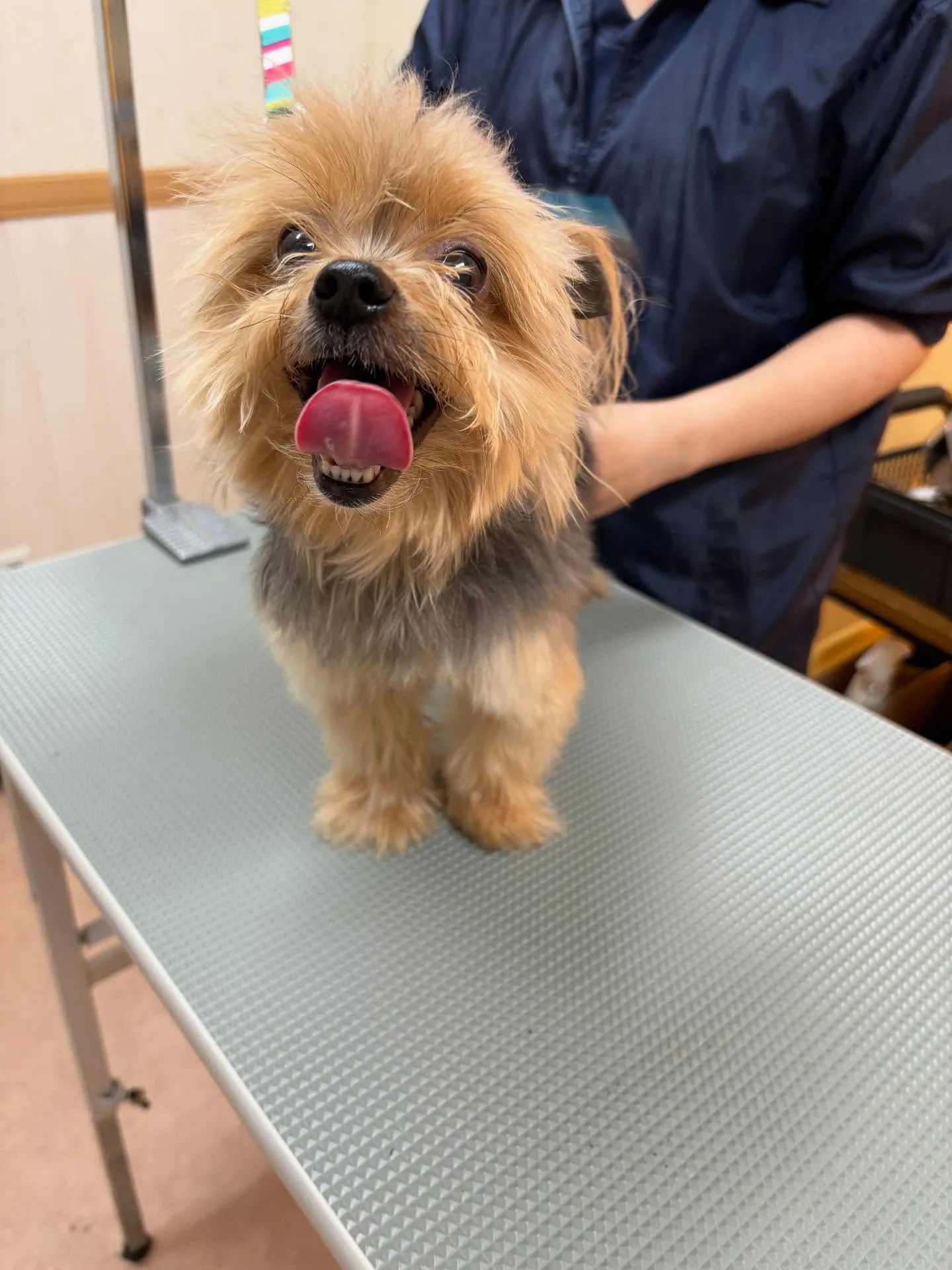 犬のトリミング✂️