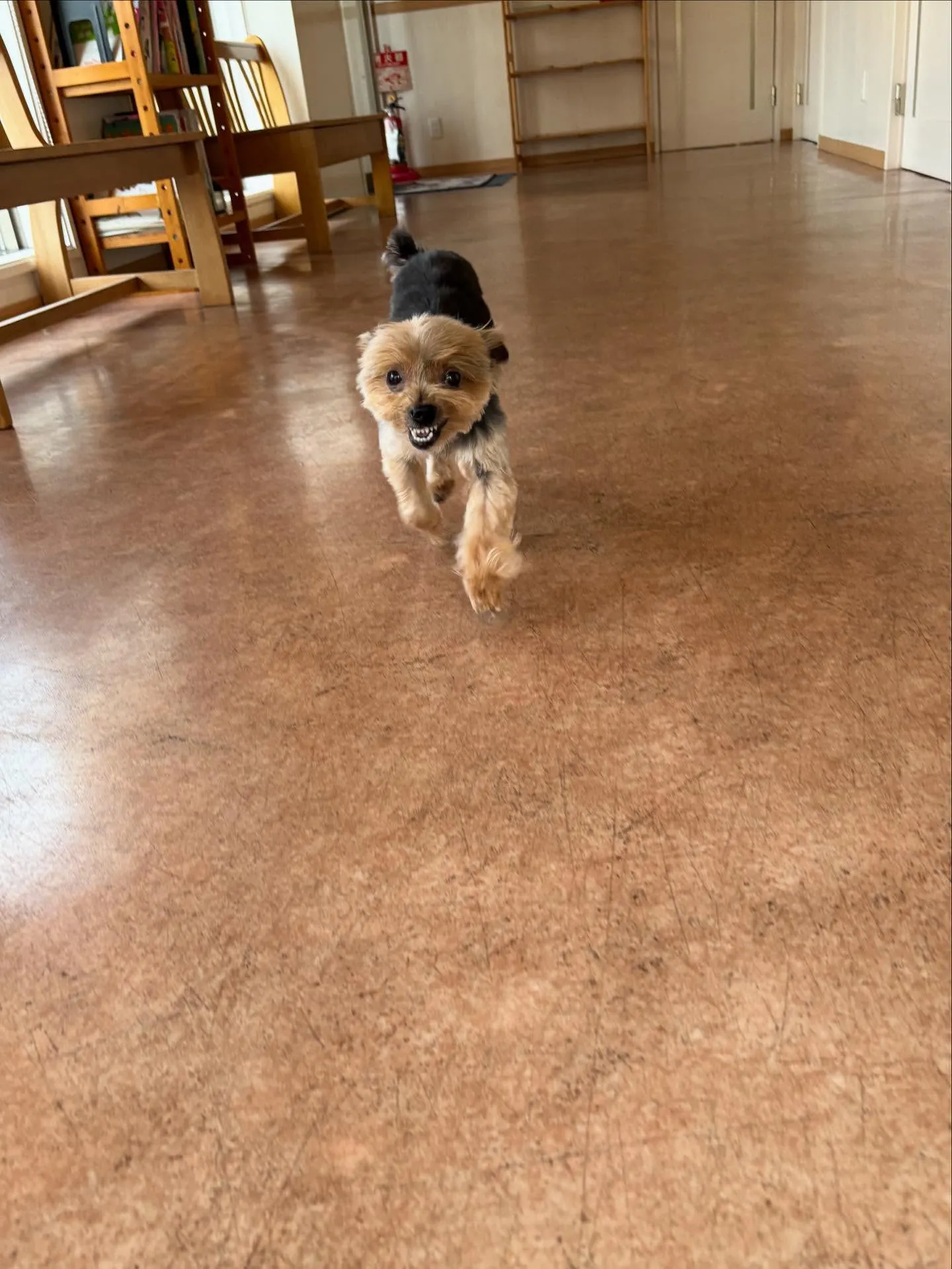 犬のトリミング✂️