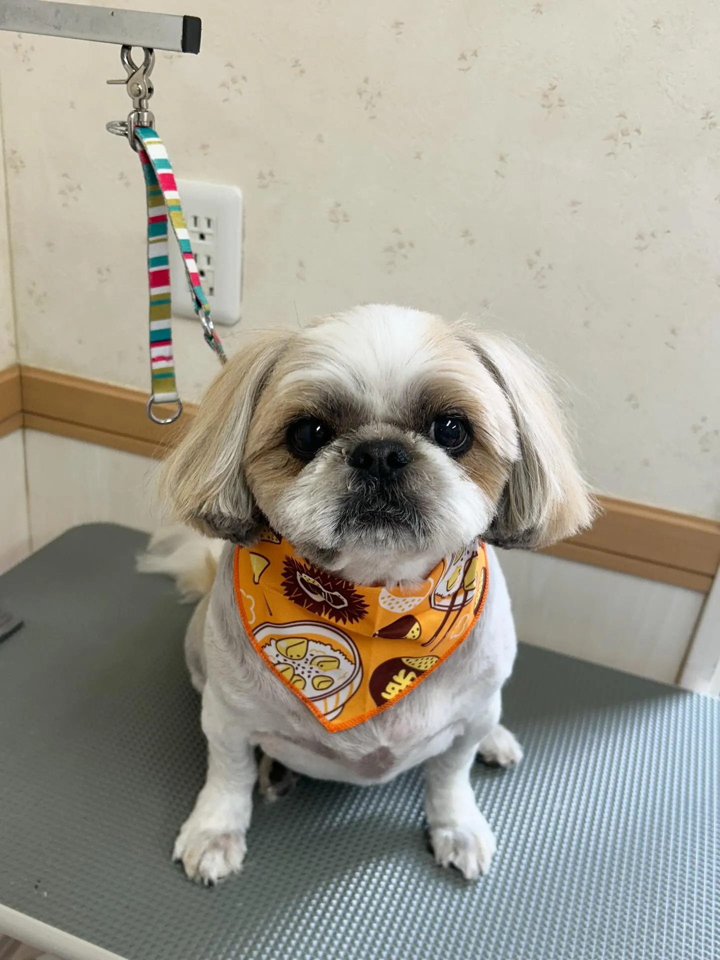 犬のトリミング✂️