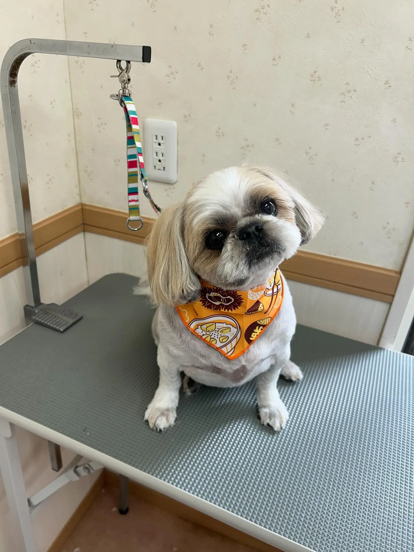 犬のトリミング✂️