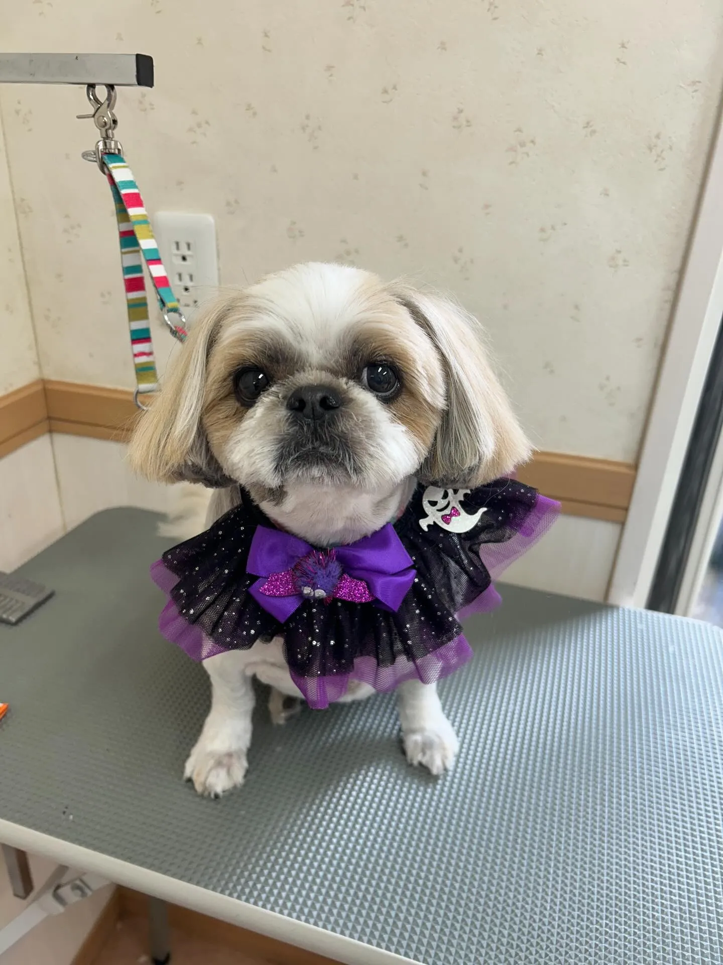 犬のトリミング✂️