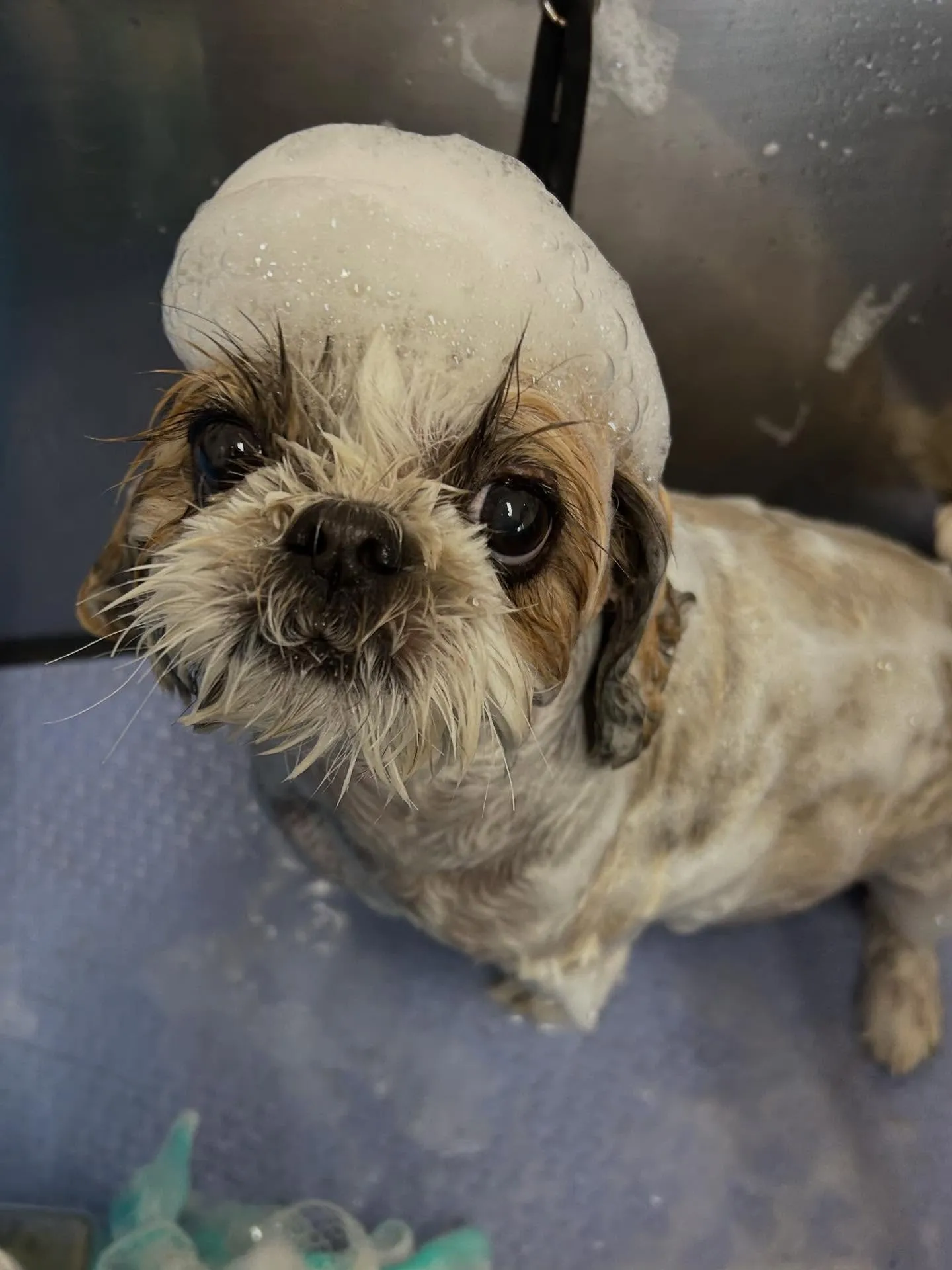 犬のトリミング✂️