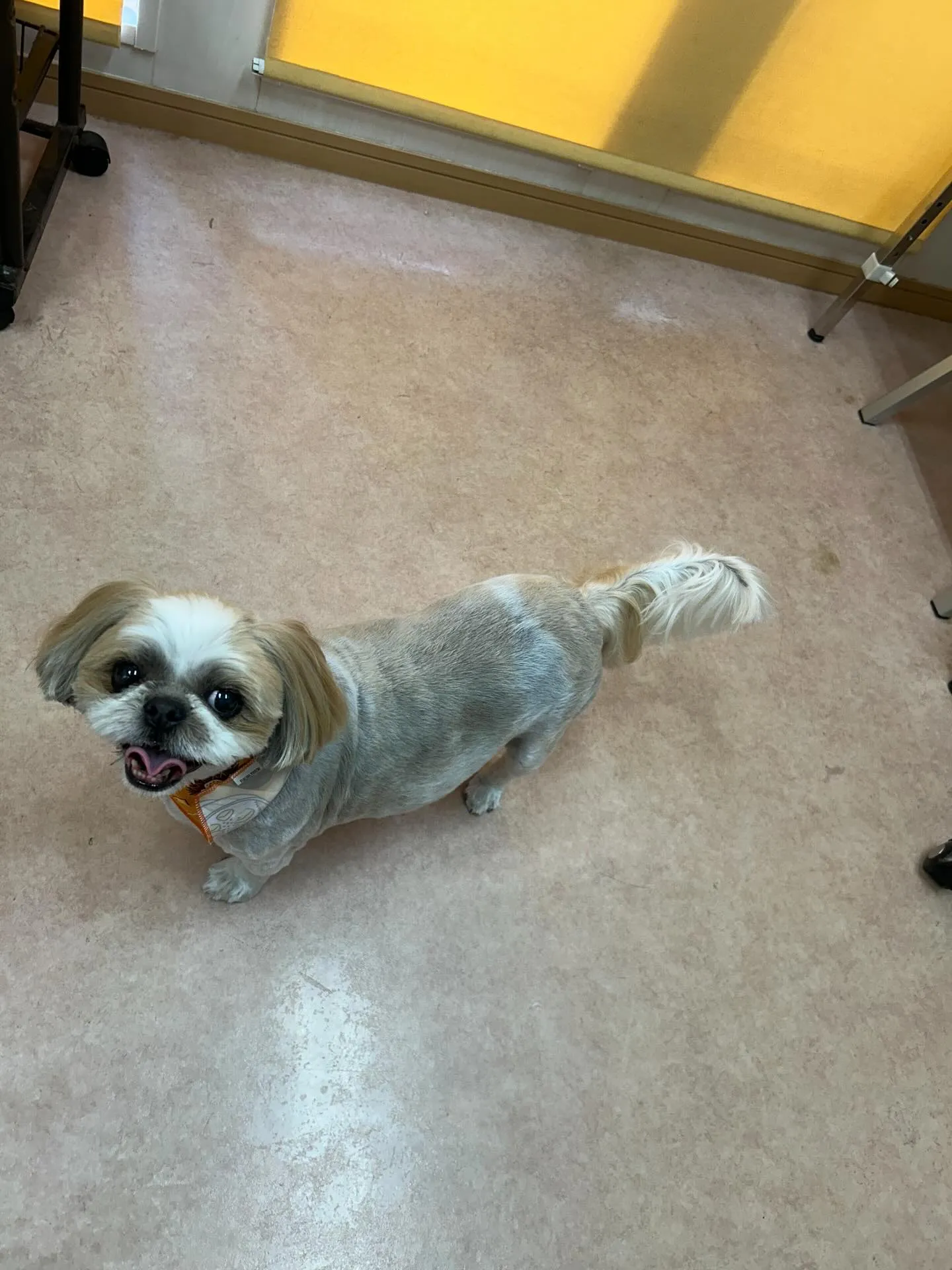 犬のトリミング✂️
