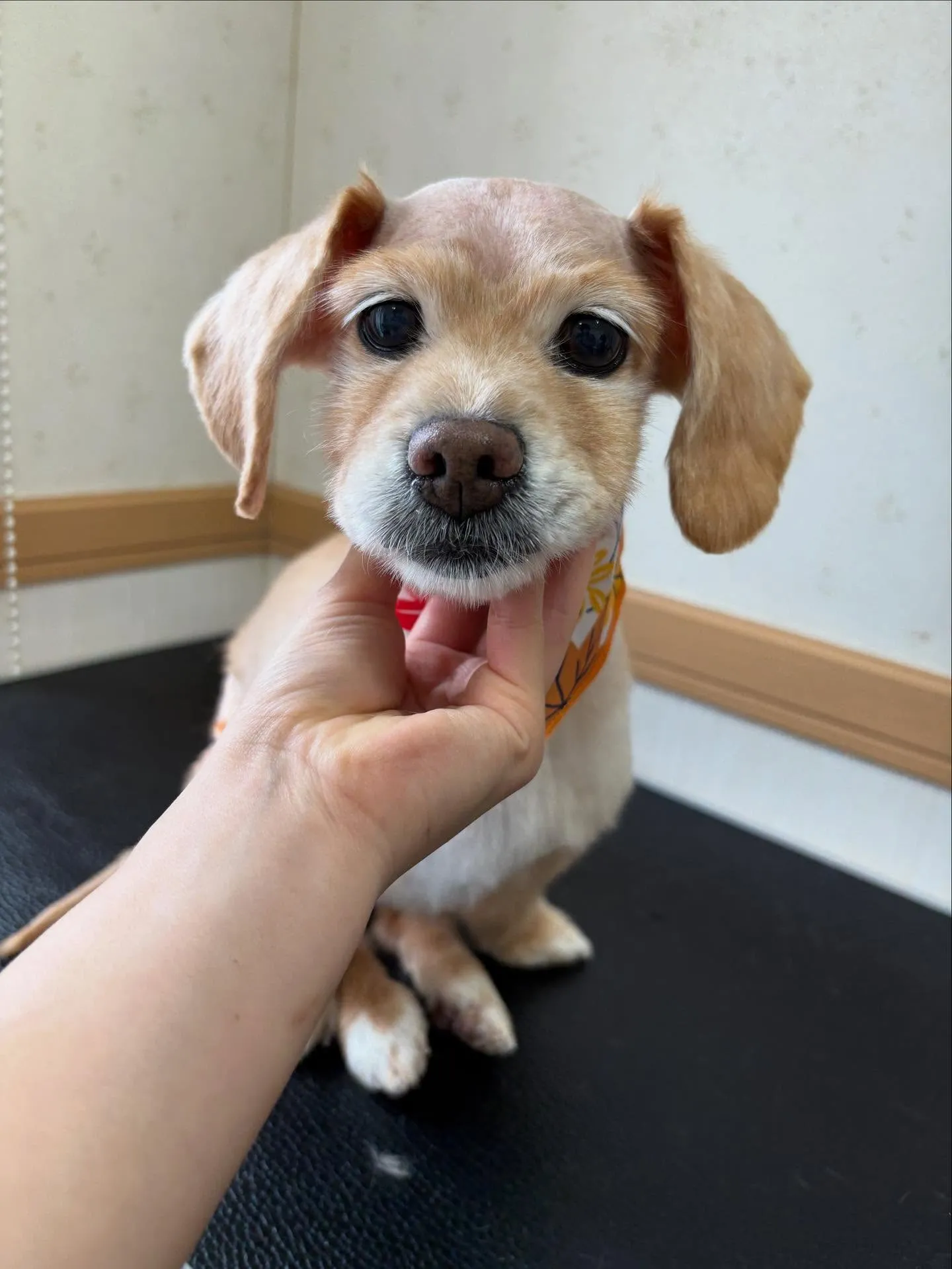 犬のトリミング✂️