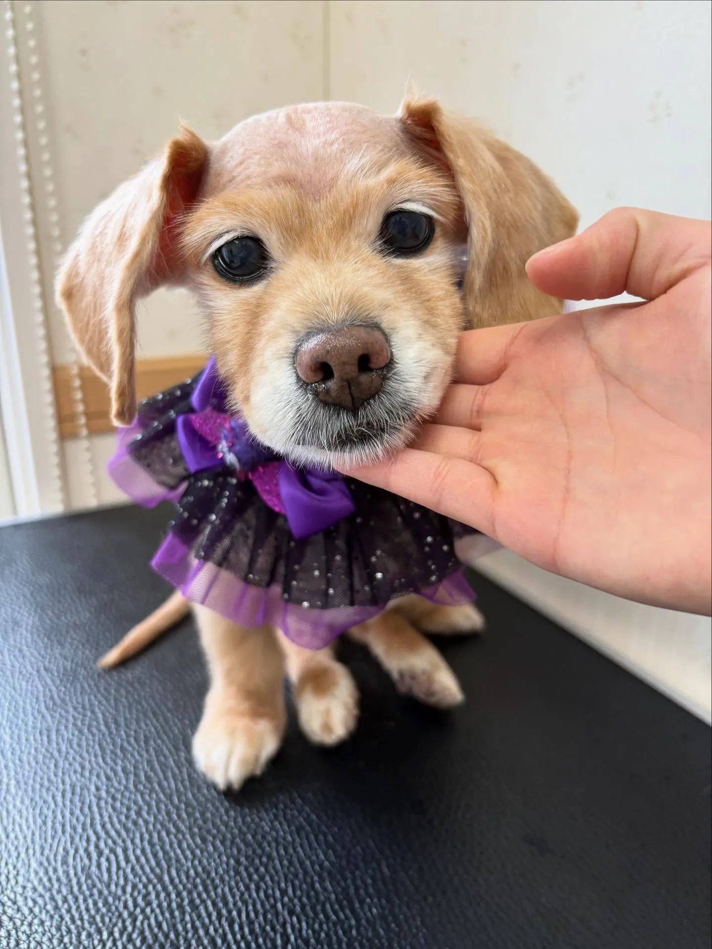 犬のトリミング✂️