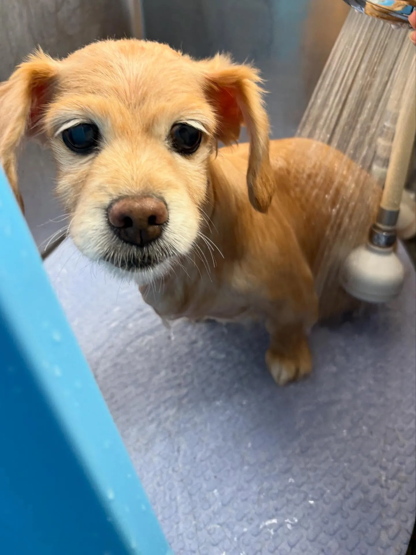 犬のトリミング✂️