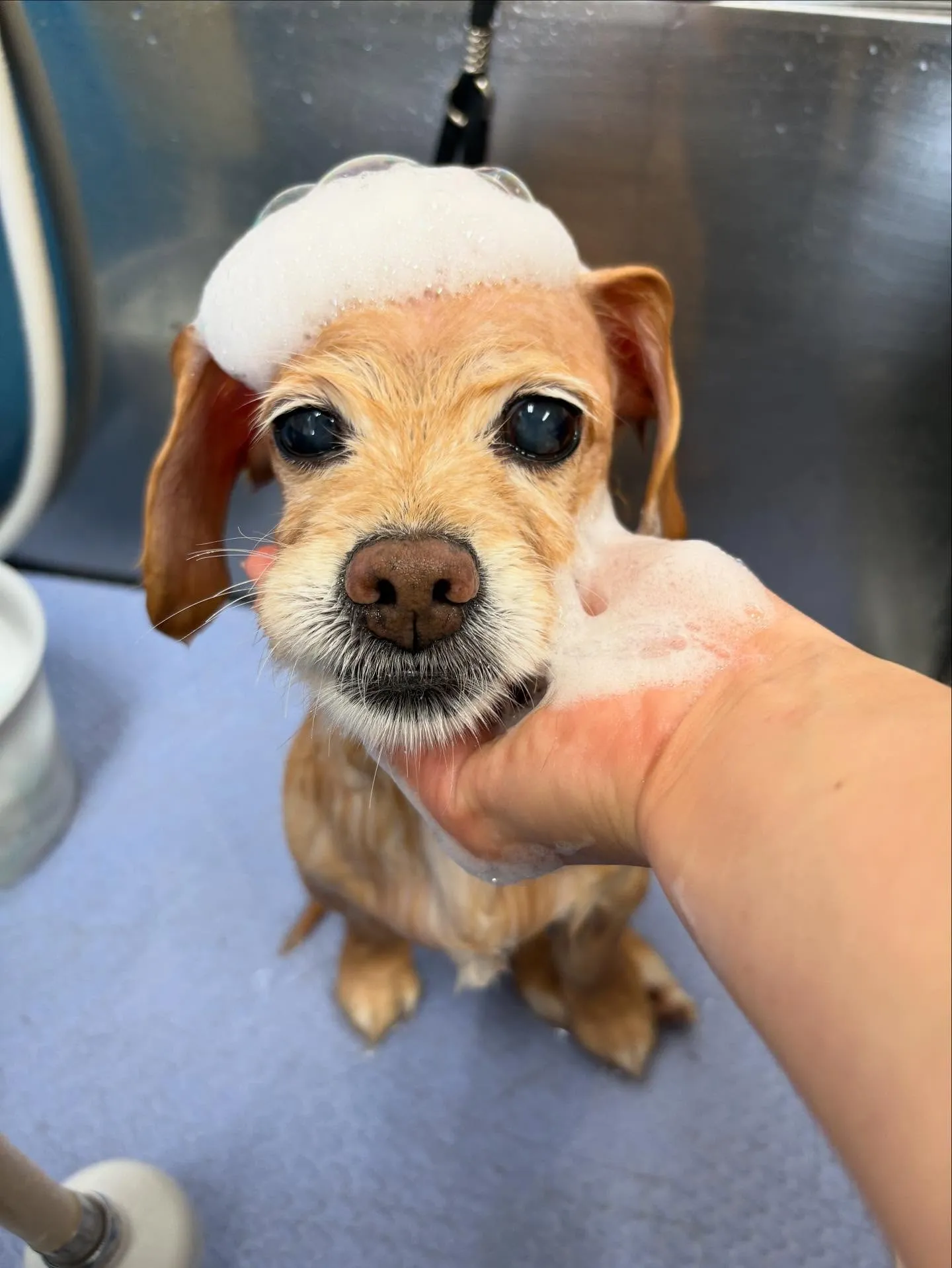 犬のトリミング✂️