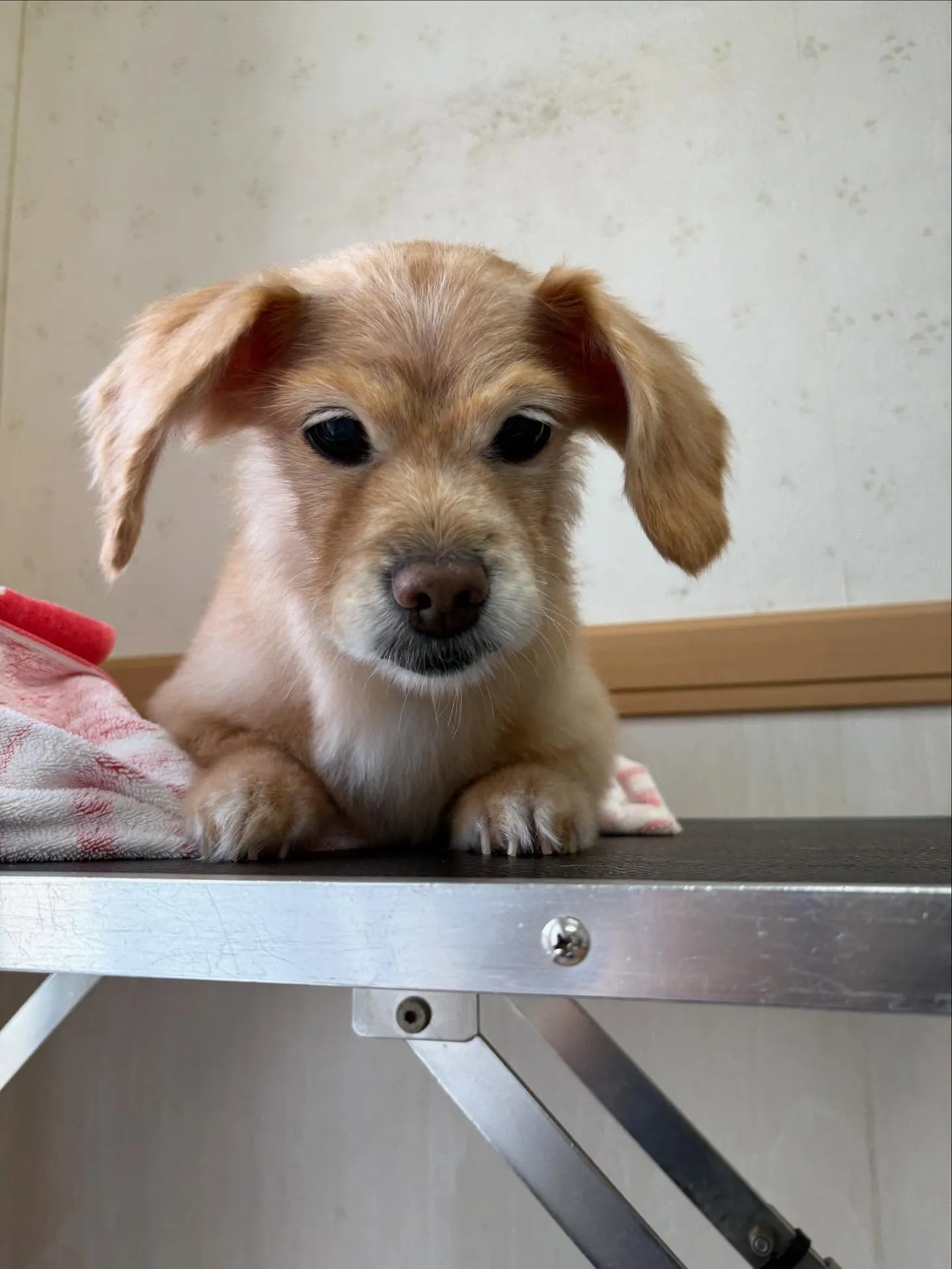 犬のトリミング✂️