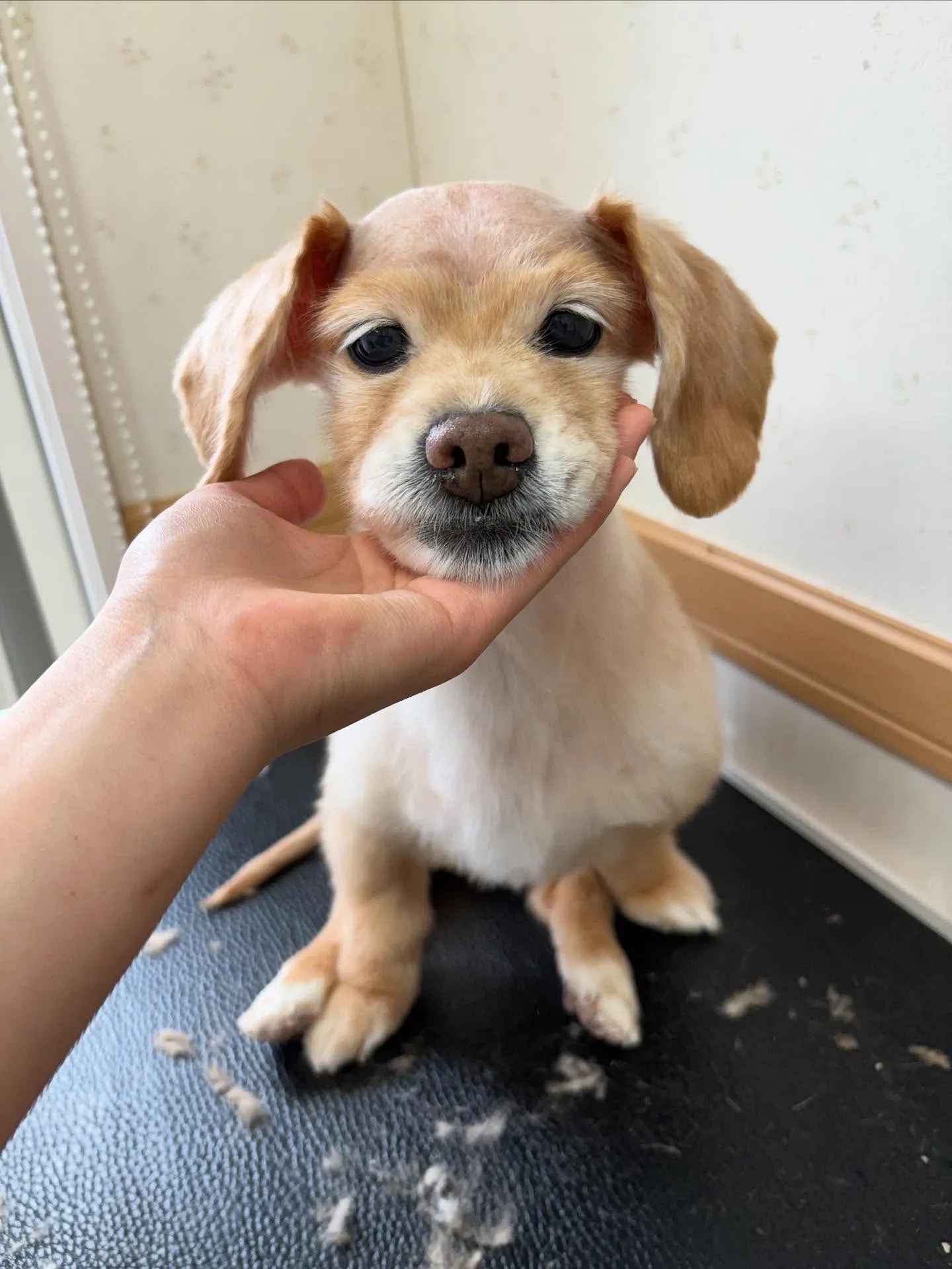 犬のトリミング✂️