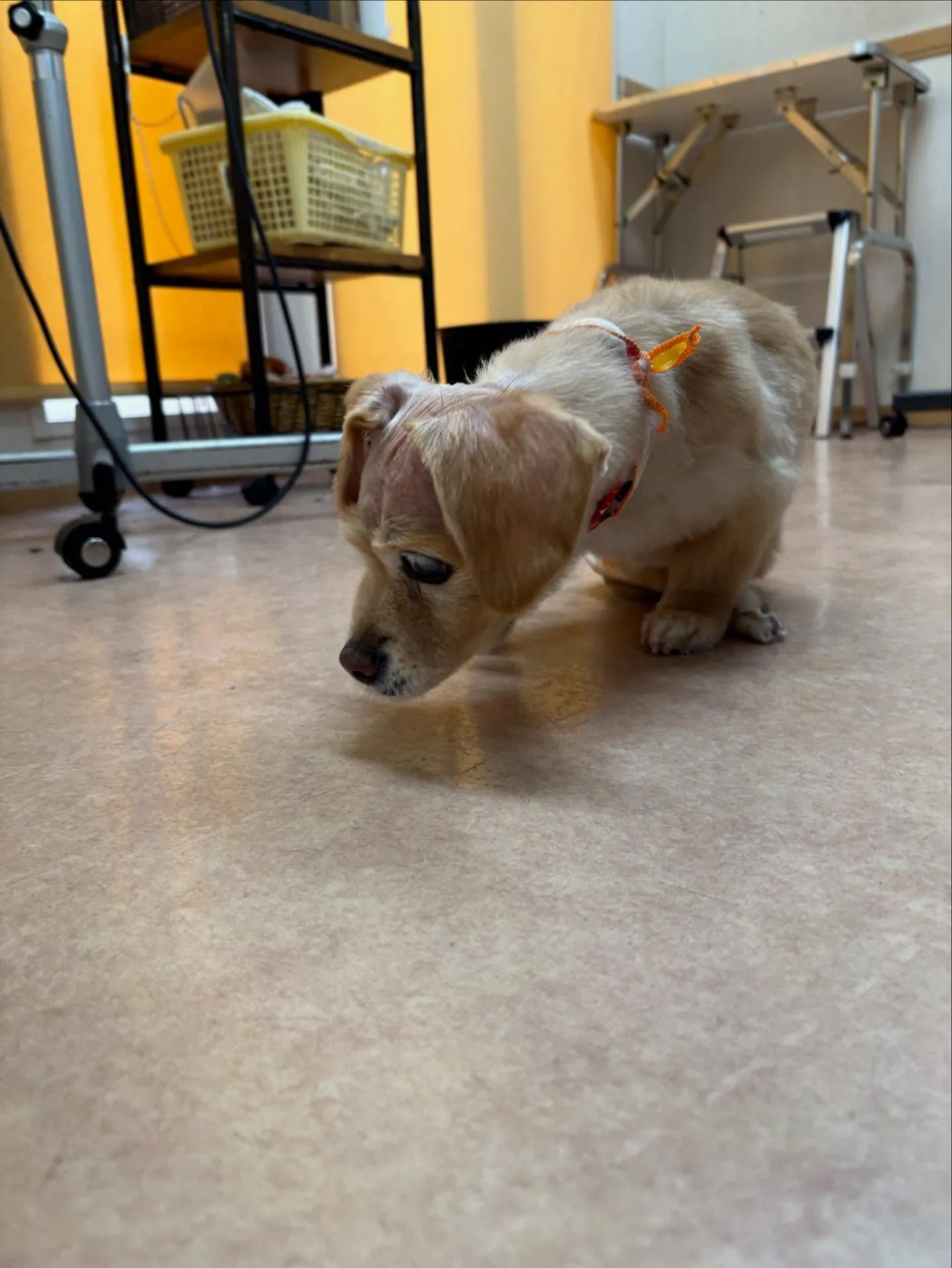 犬のトリミング✂️