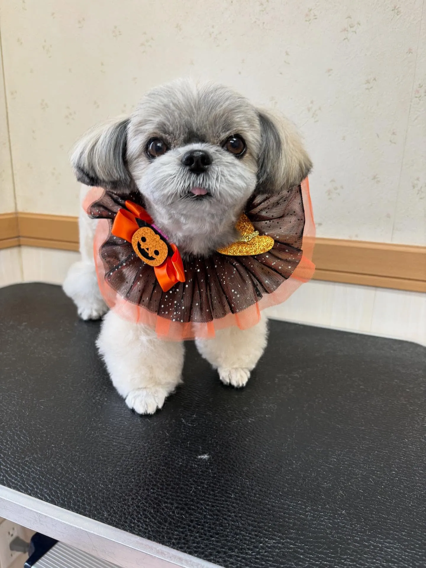 犬のトリミング✂️