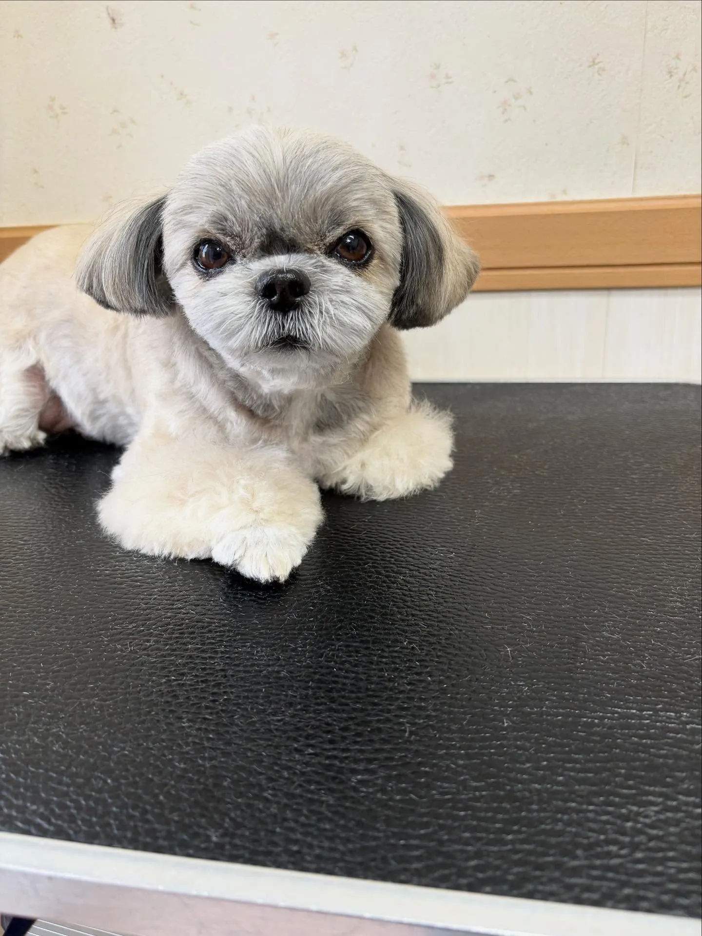 犬のトリミング✂️