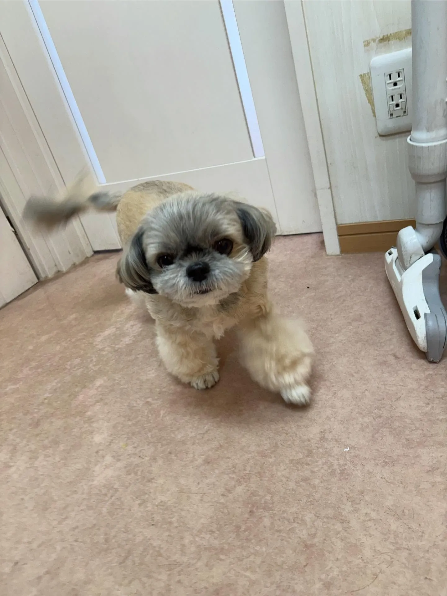 犬のトリミング✂️