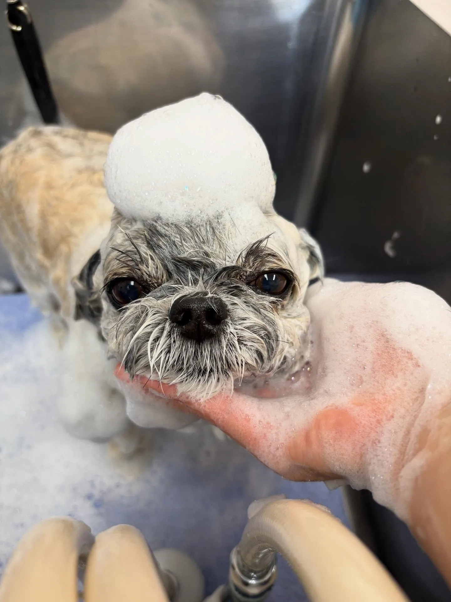 犬のトリミング✂️