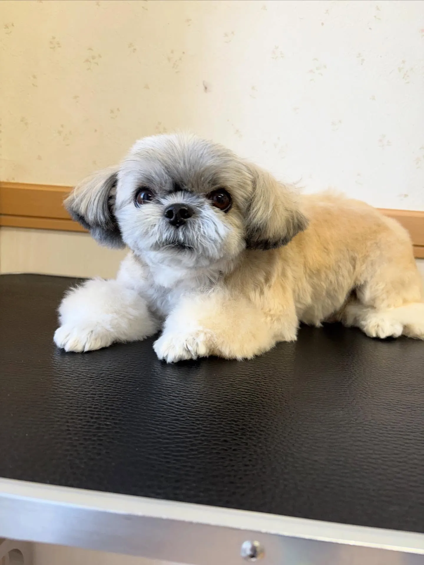 犬のトリミング✂️