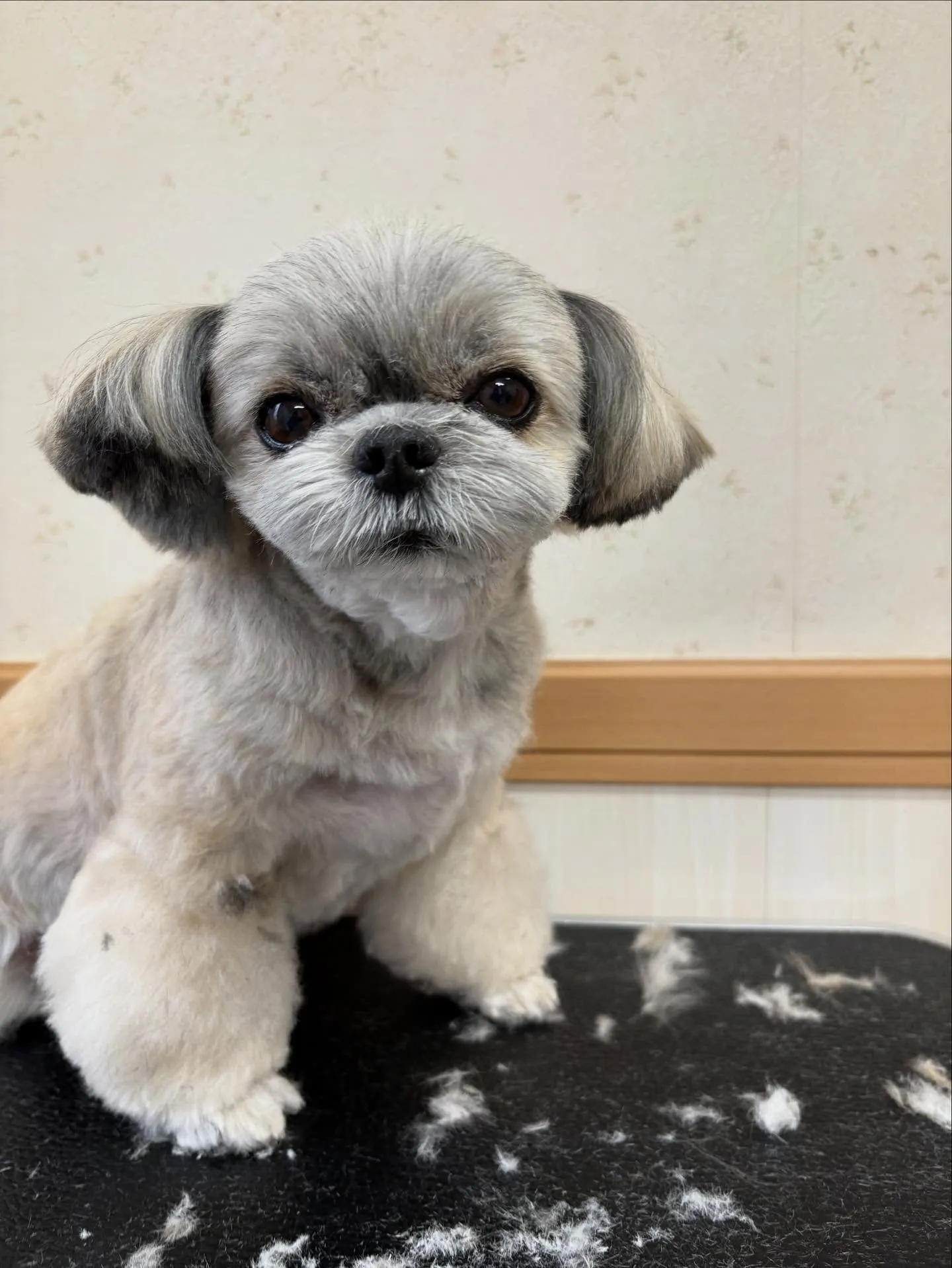 犬のトリミング✂️