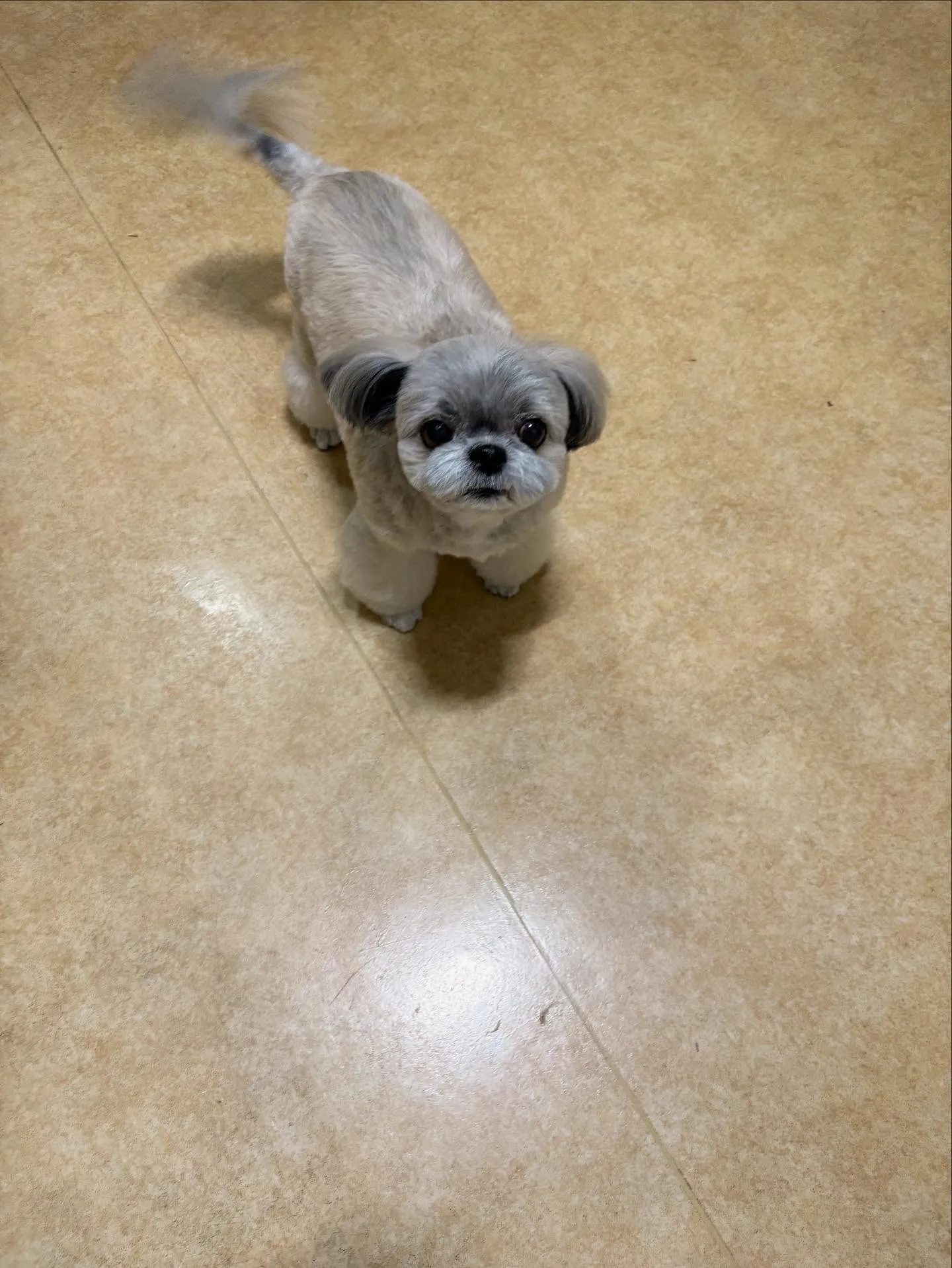 犬のトリミング✂️