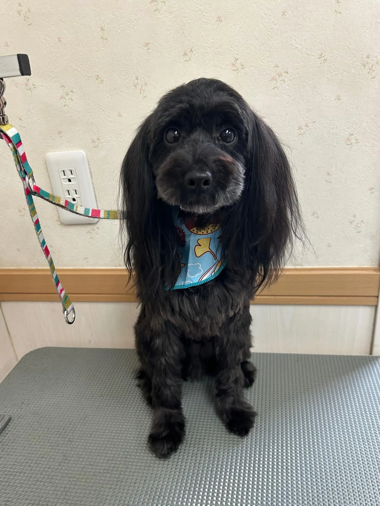 犬のトリミング✂️