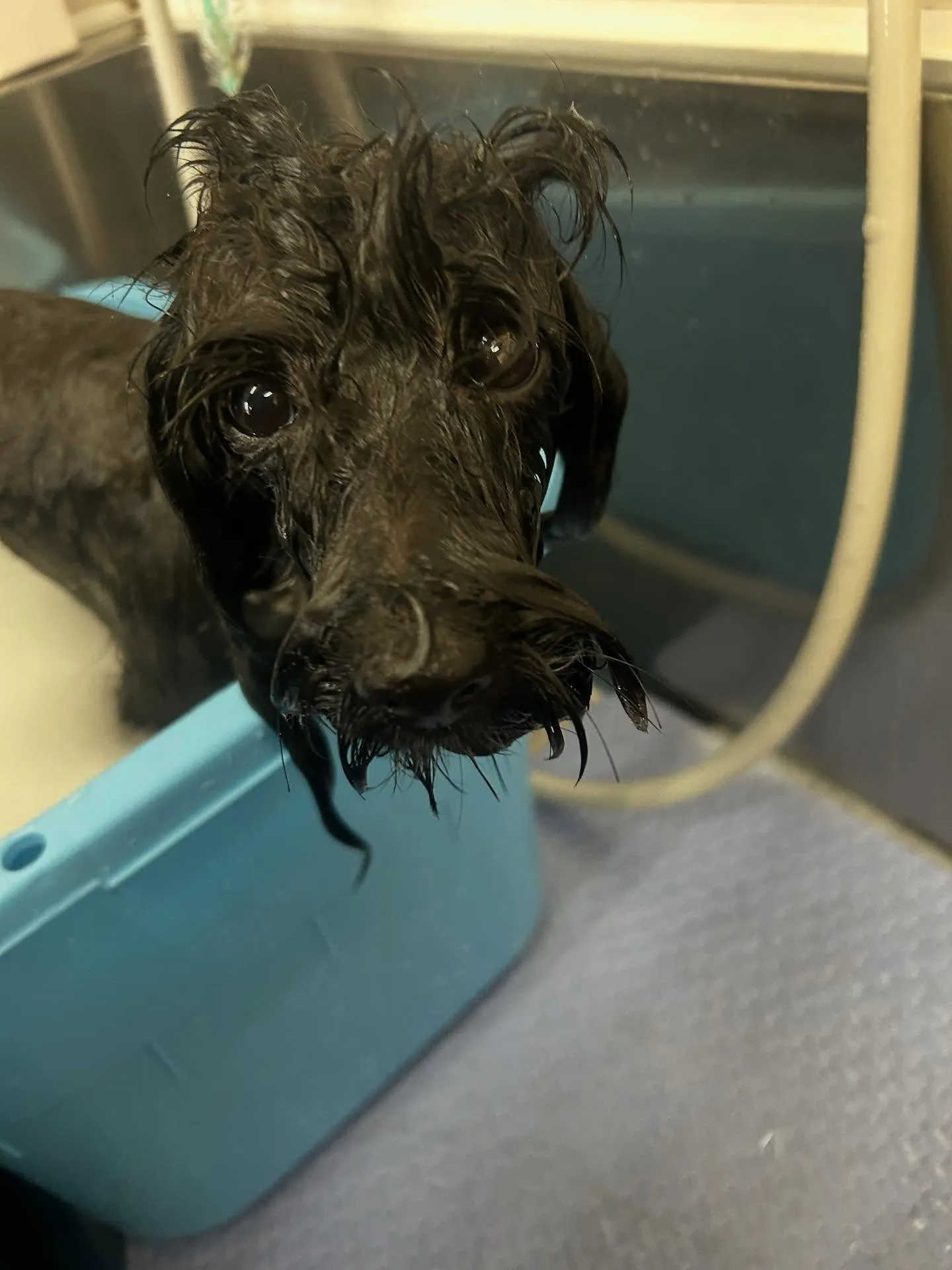 犬のトリミング✂️