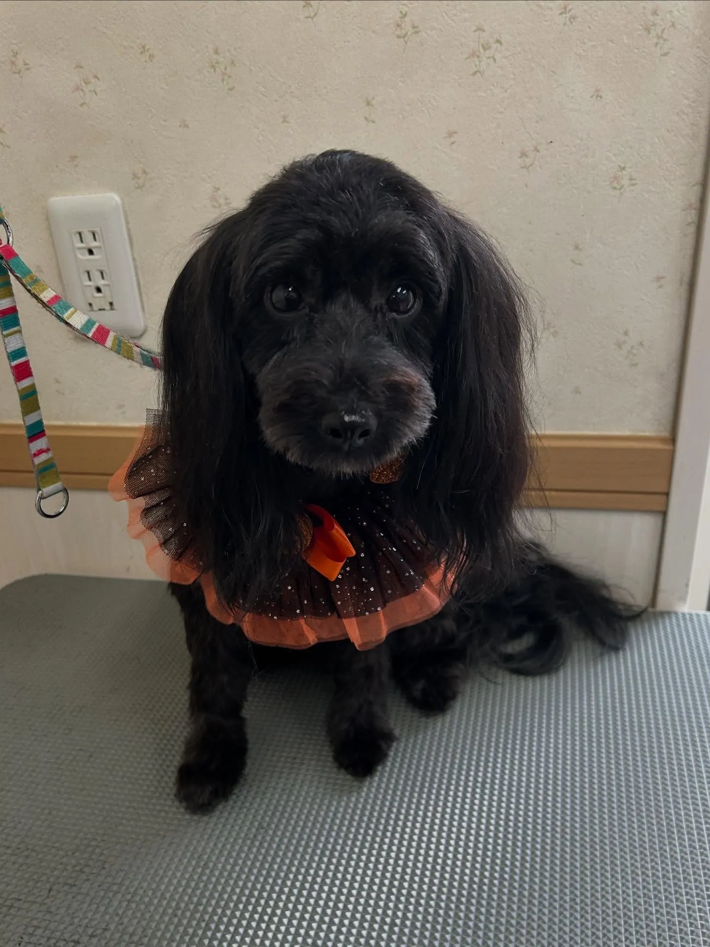 犬のトリミング✂️