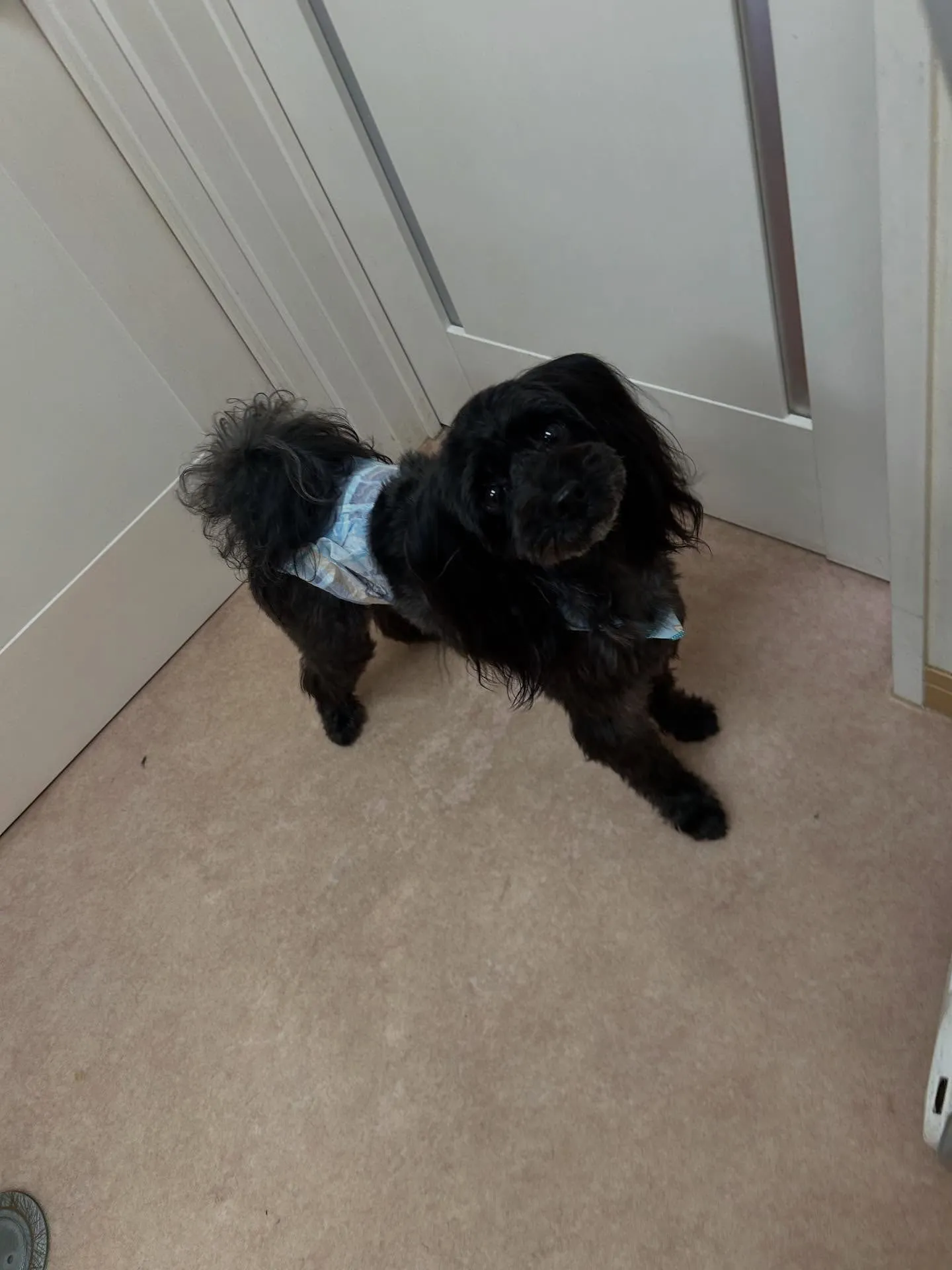 犬のトリミング✂️
