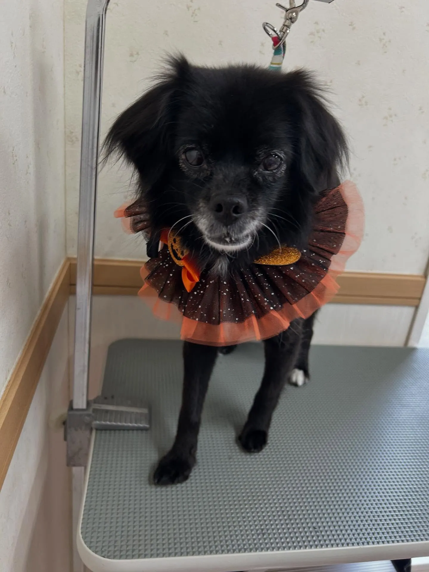 犬のシャンプー🫧