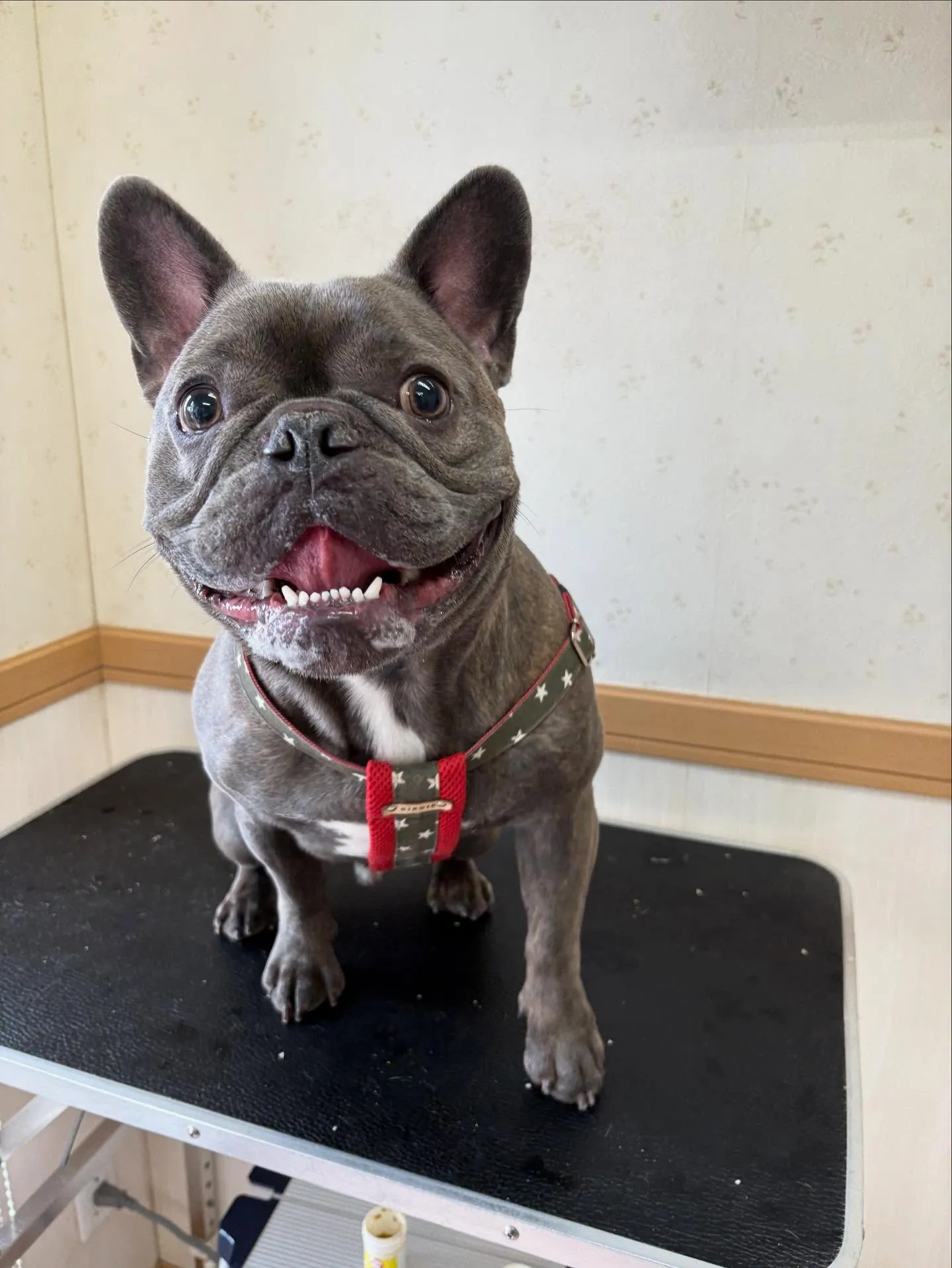 犬のシャンプー🫧