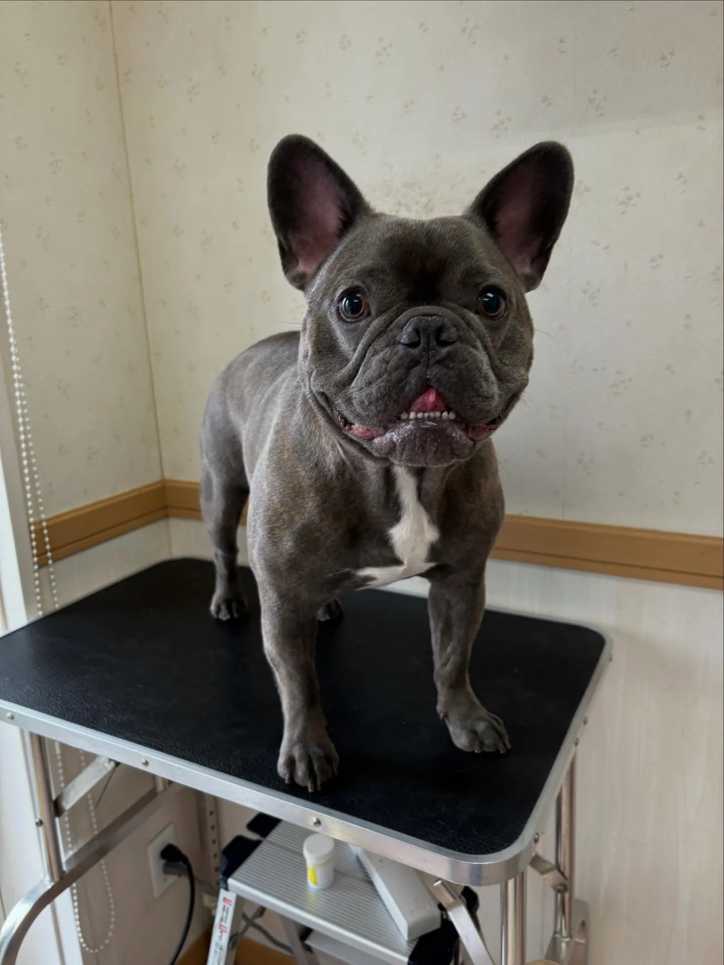 犬のシャンプー🫧