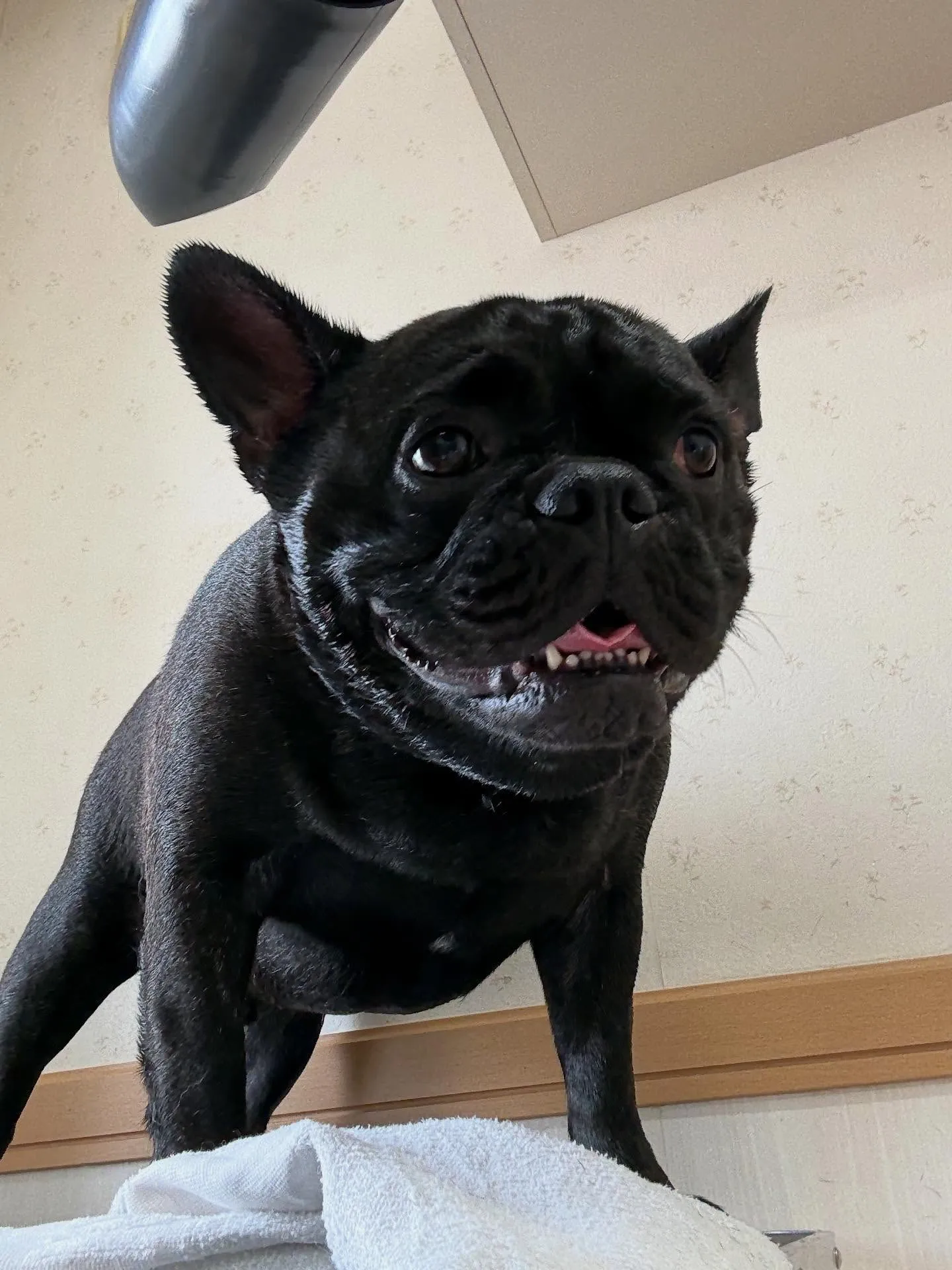犬のシャンプー🫧