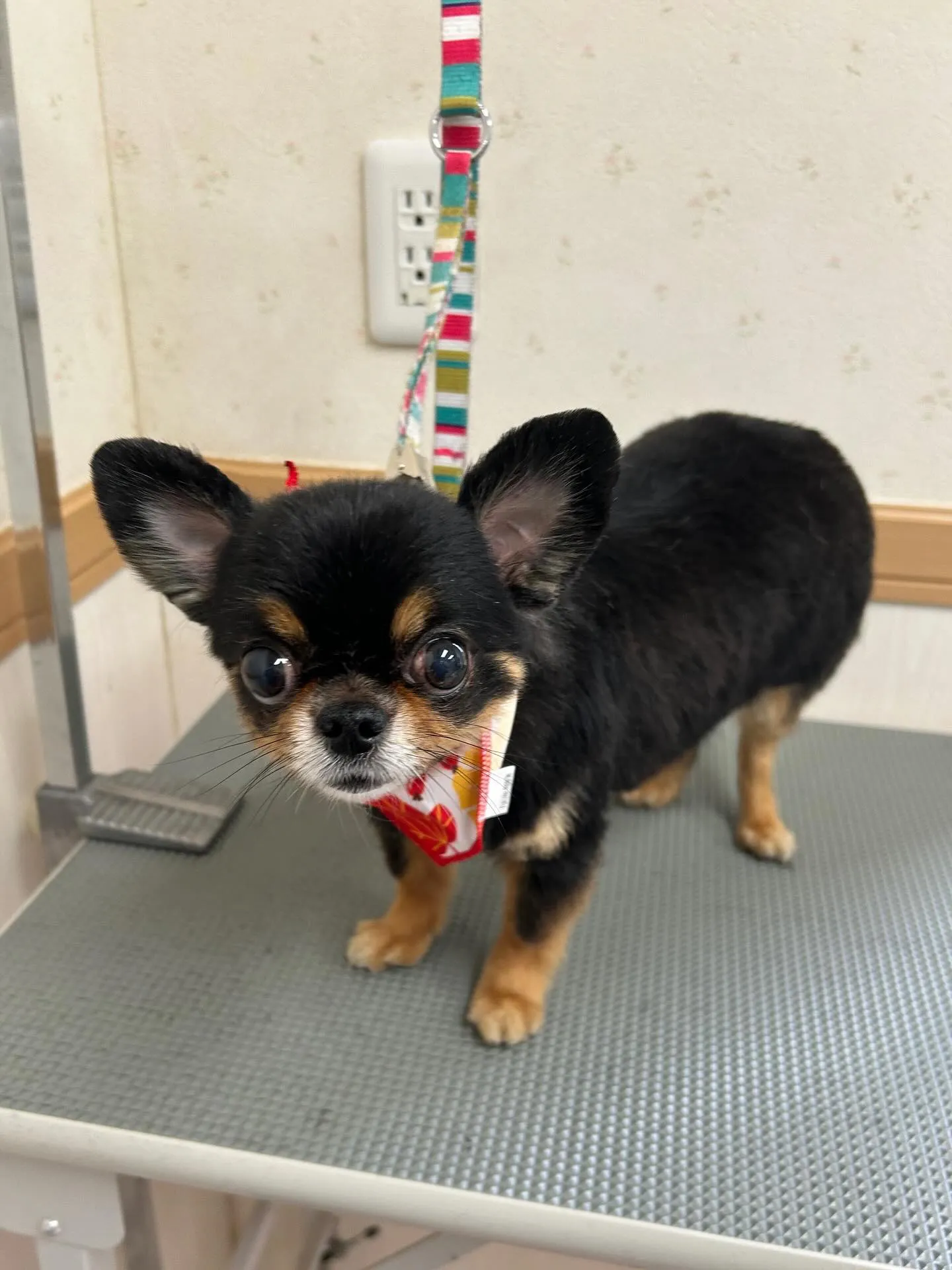 犬のトリミング✂️