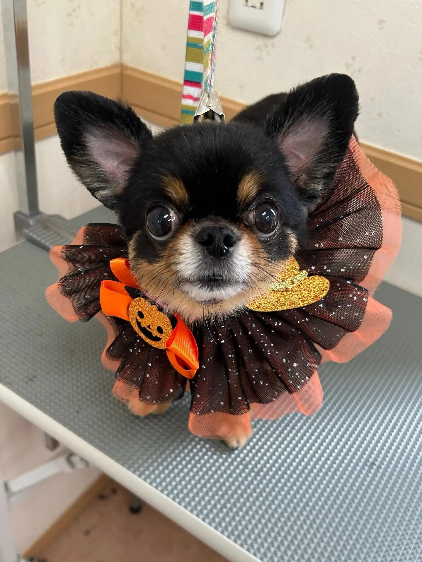 犬のトリミング✂️