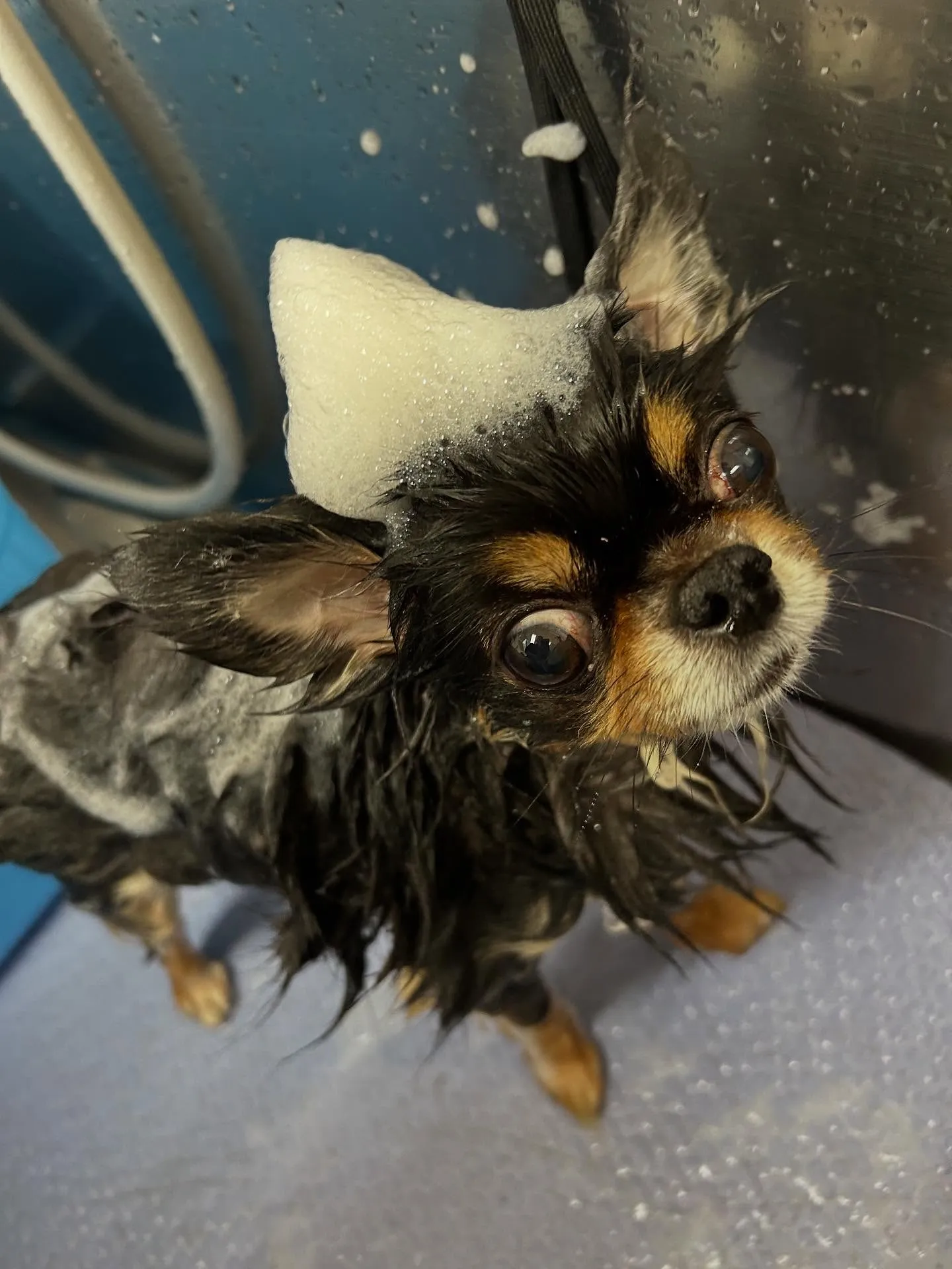 犬のトリミング✂️