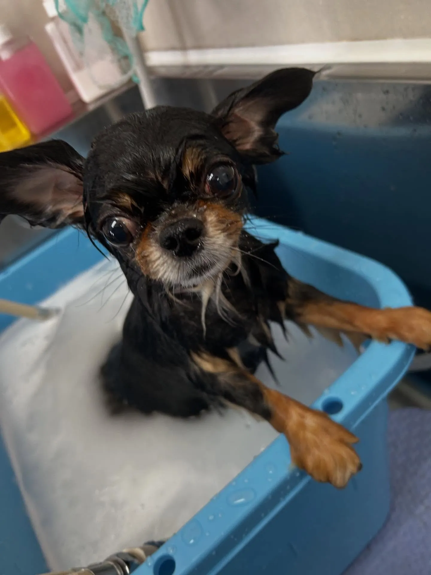 犬のトリミング✂️