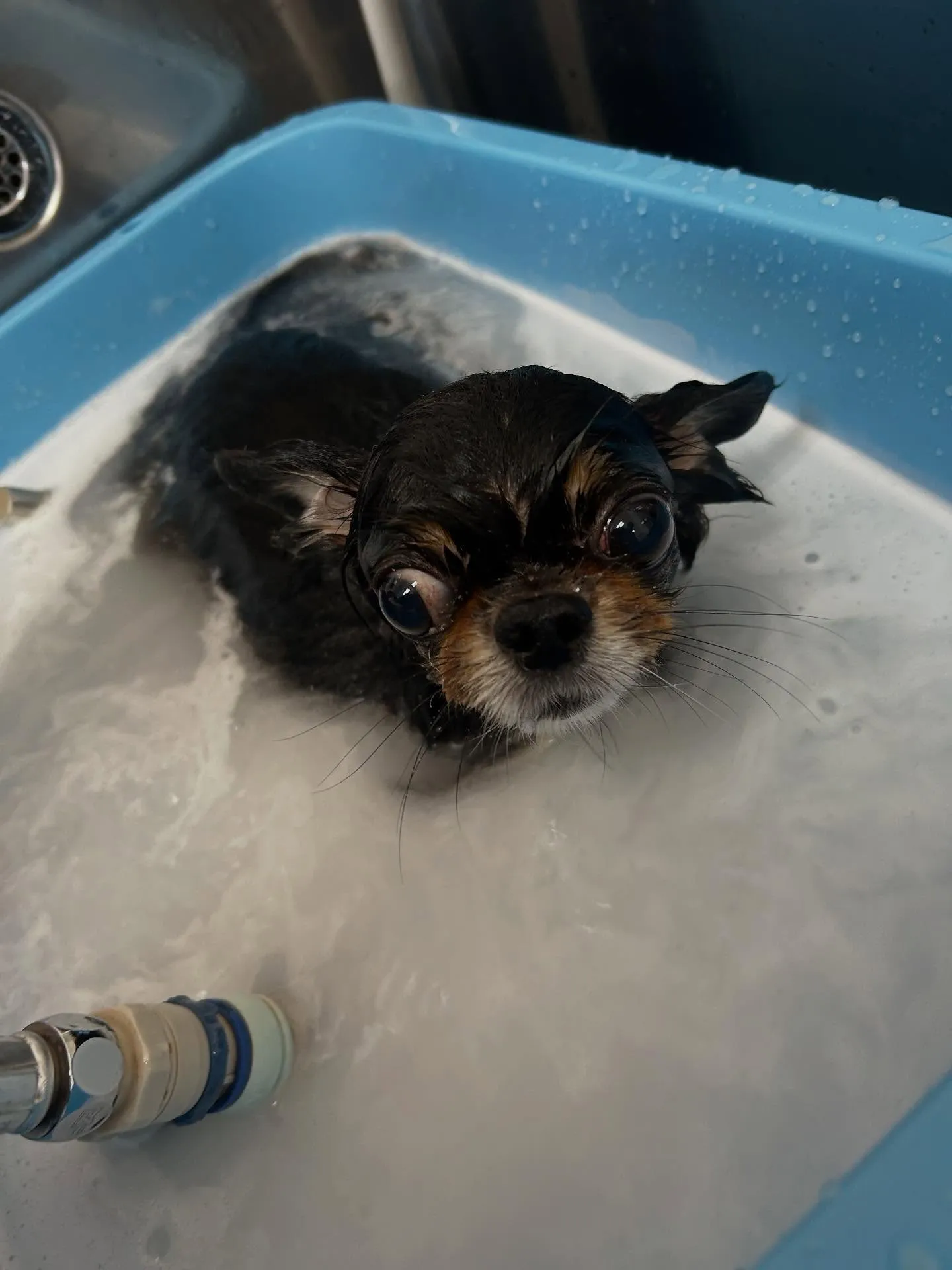 犬のトリミング✂️