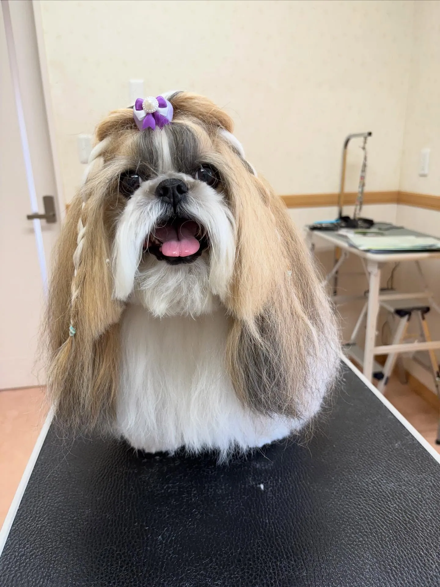 犬のシャンプー🫧