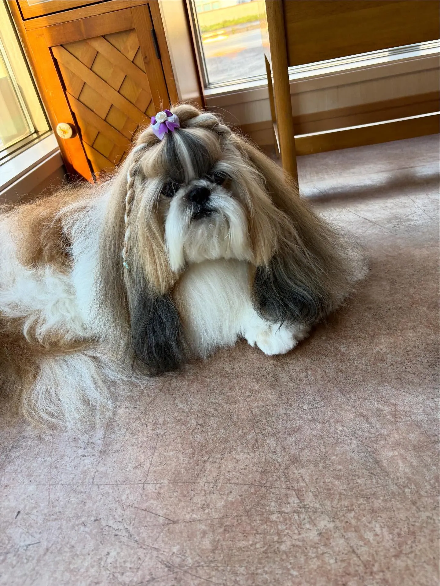 犬のシャンプー🫧